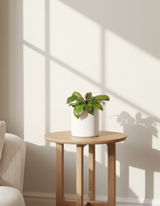 Variegated Dwarf Red Congo