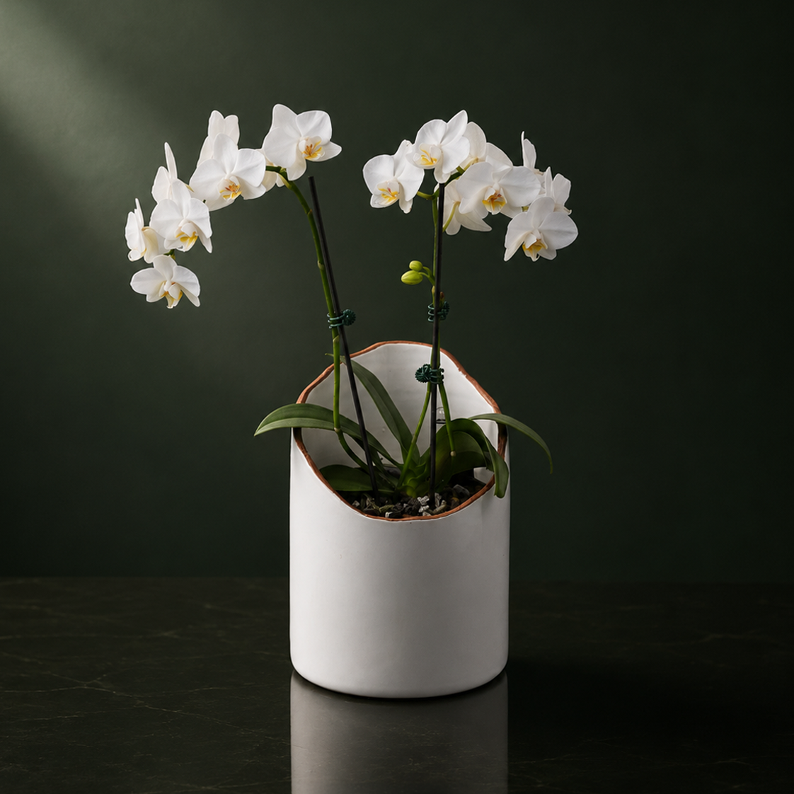 White Moth Orchid