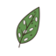 Pest Issues (Spider Mites/Mealybugs)