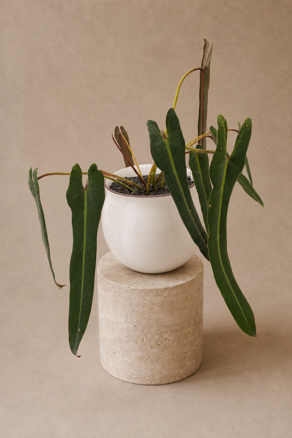 Philodendron Spiritus Sancti - Plantwell Studio