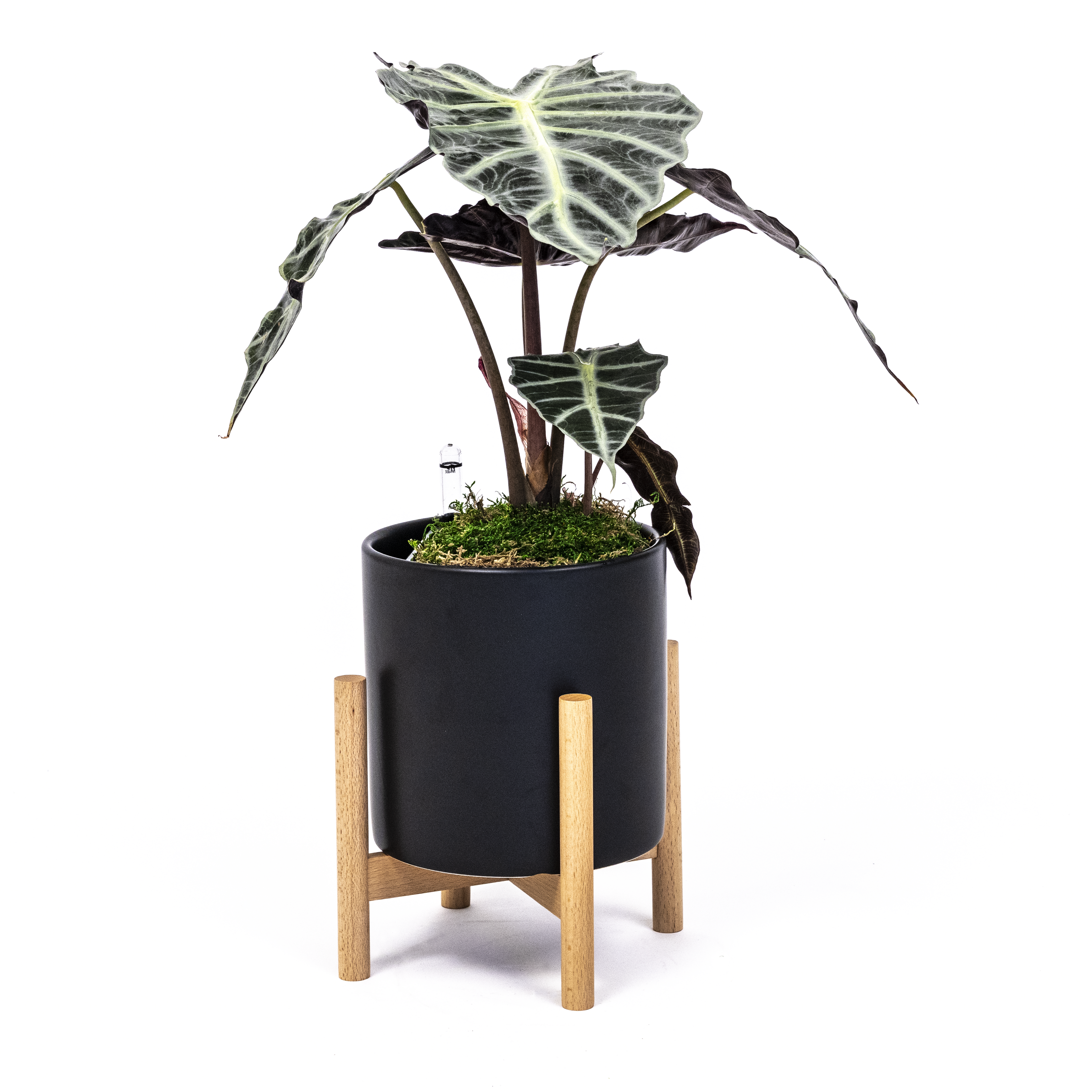 Alocasia Polly