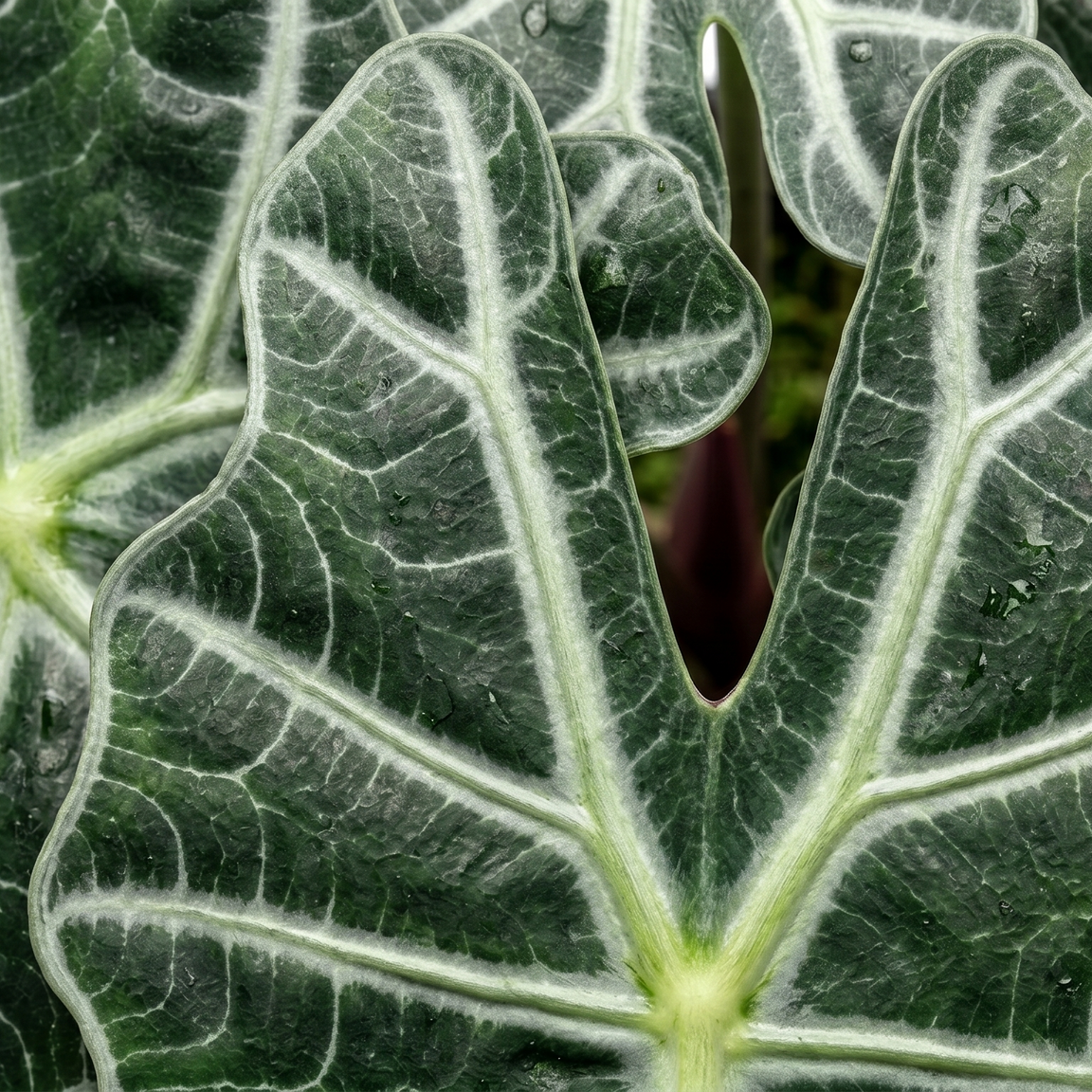 Alocasia Polly