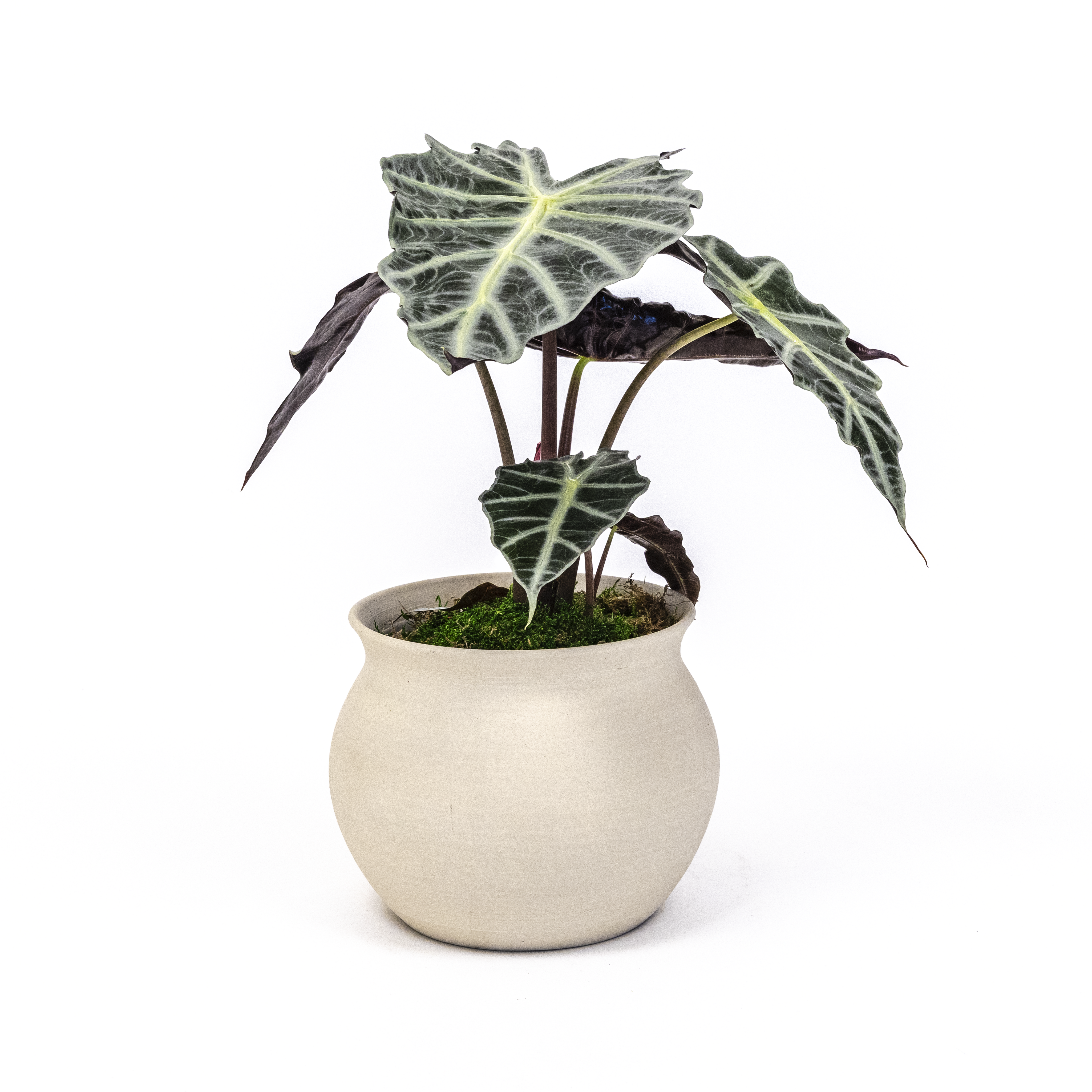 Alocasia Polly
