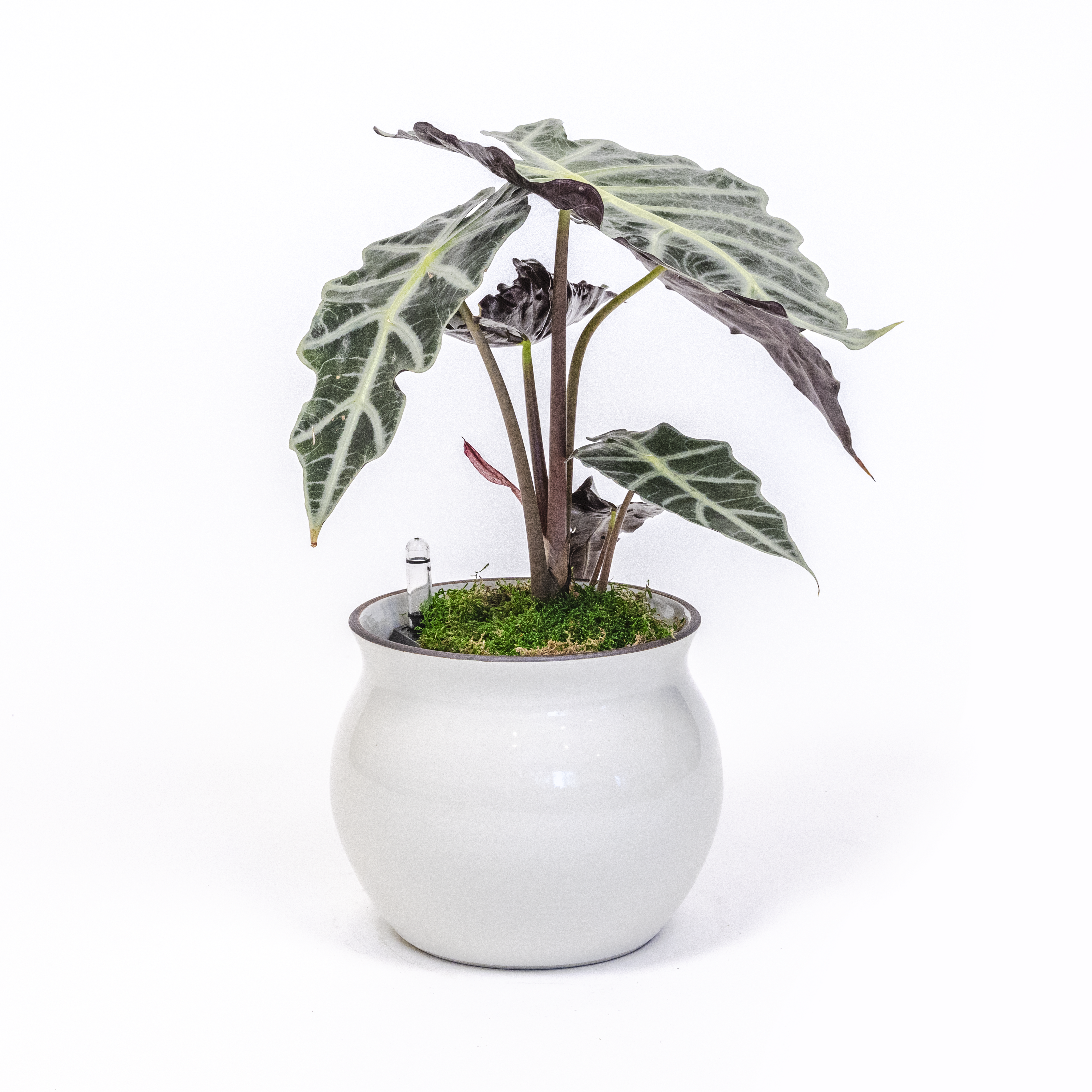 Alocasia Polly