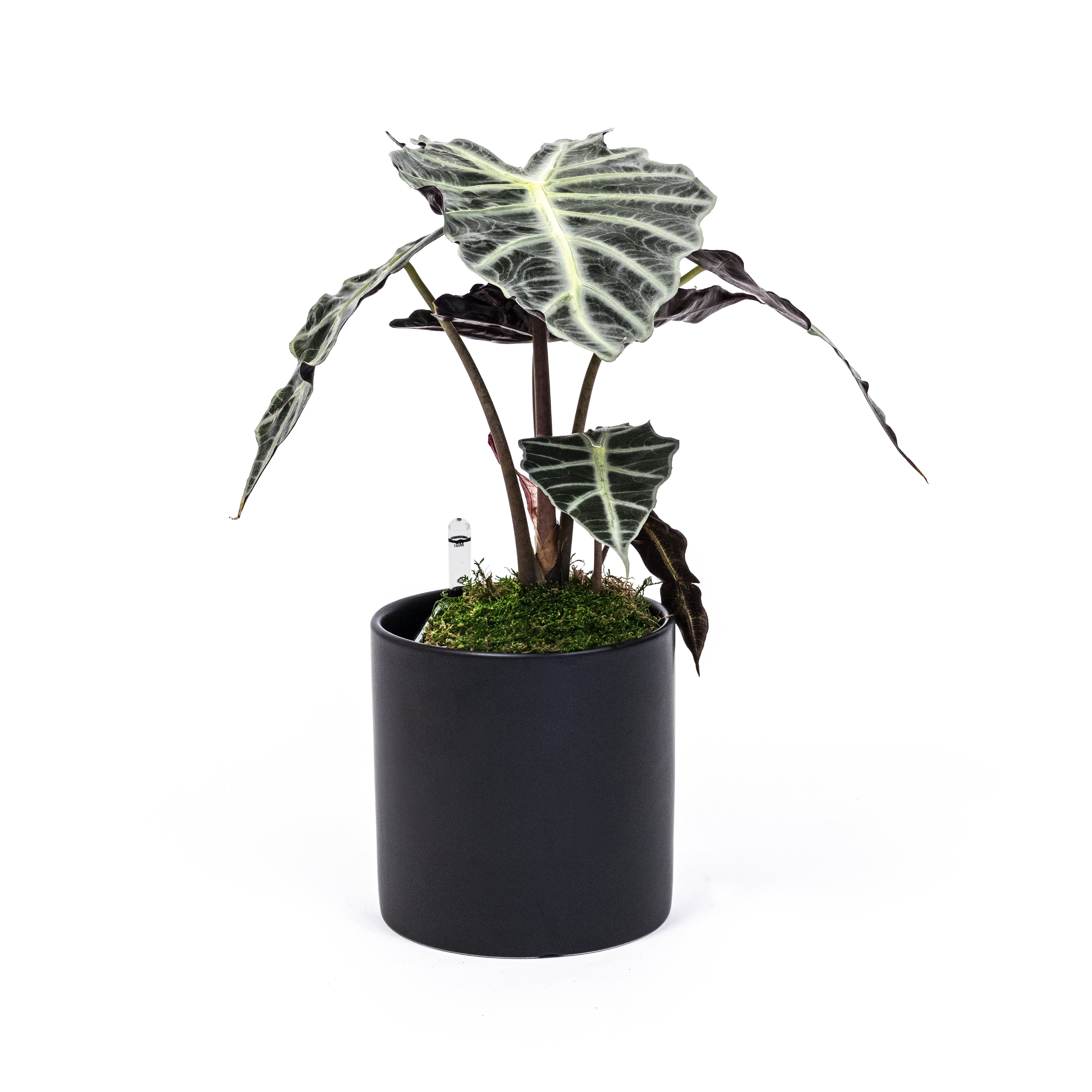 Alocasia Polly