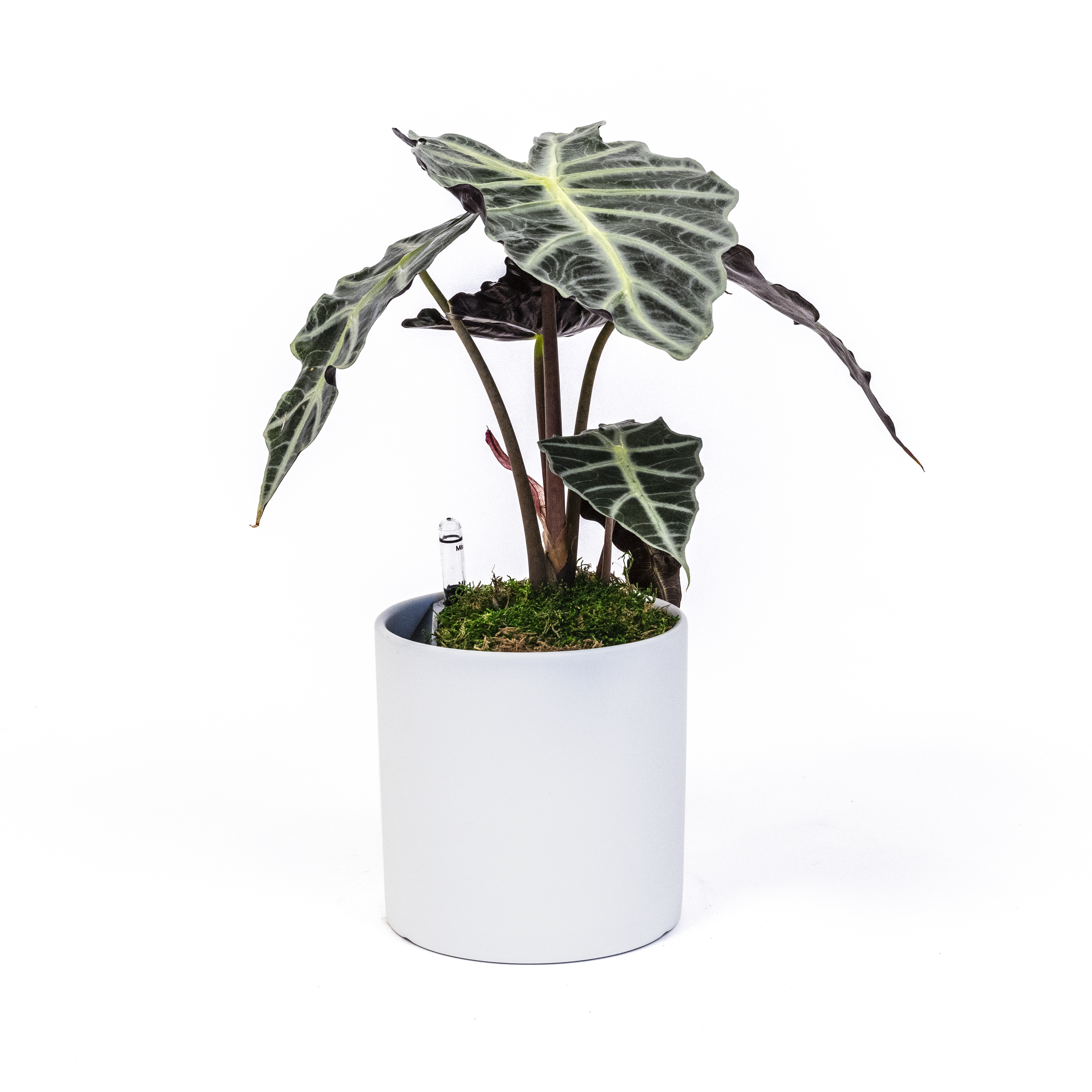Alocasia Polly