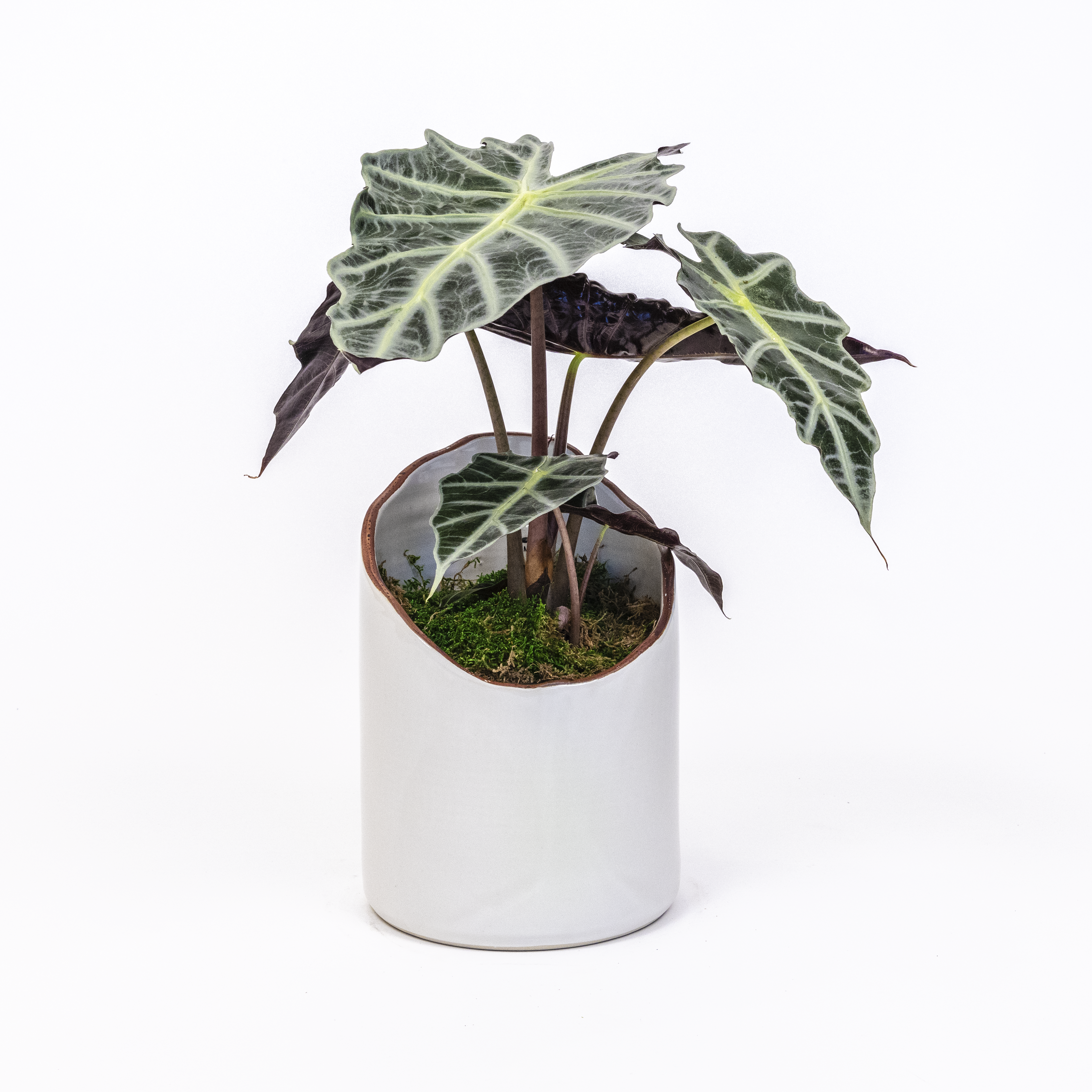 Alocasia Polly