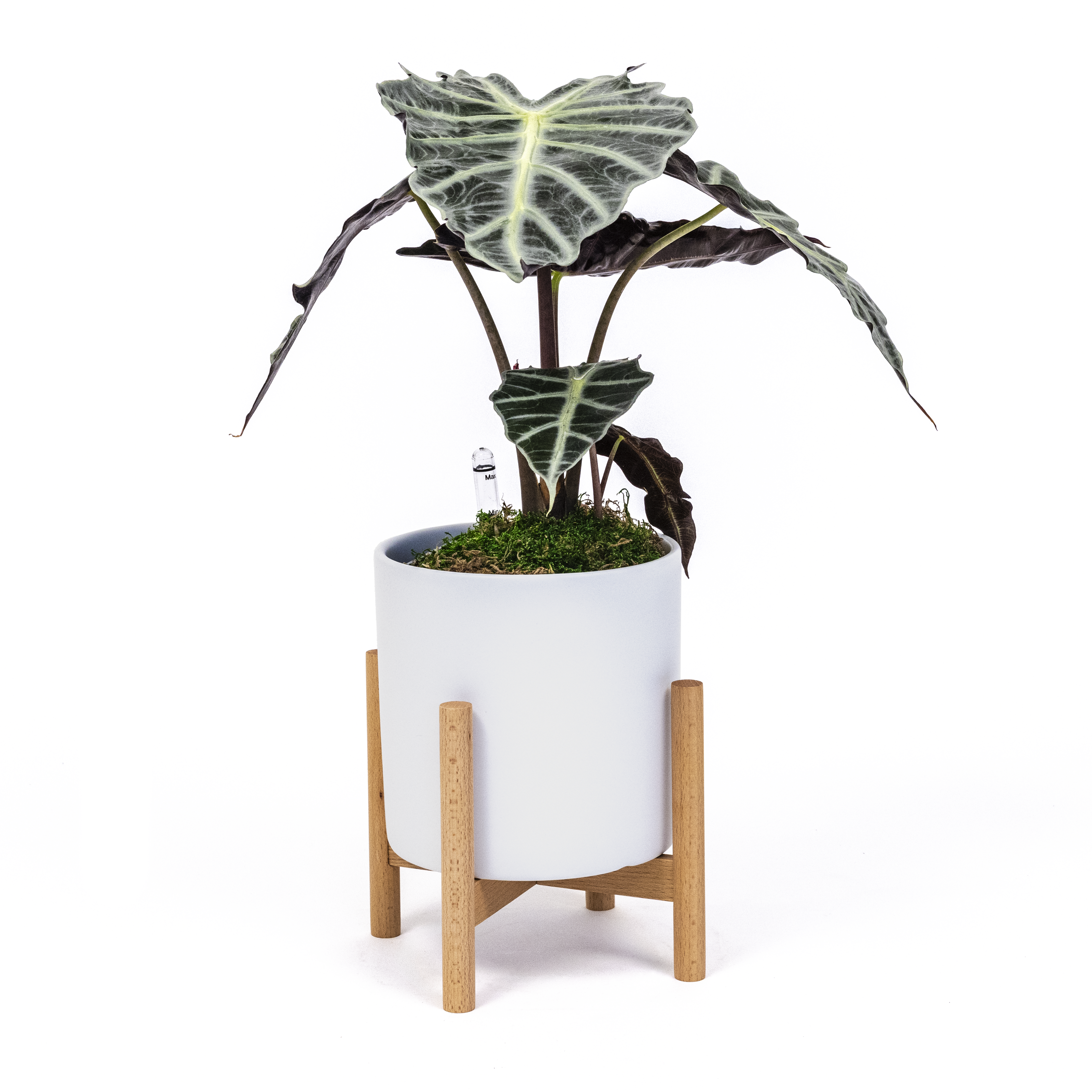 Alocasia Polly