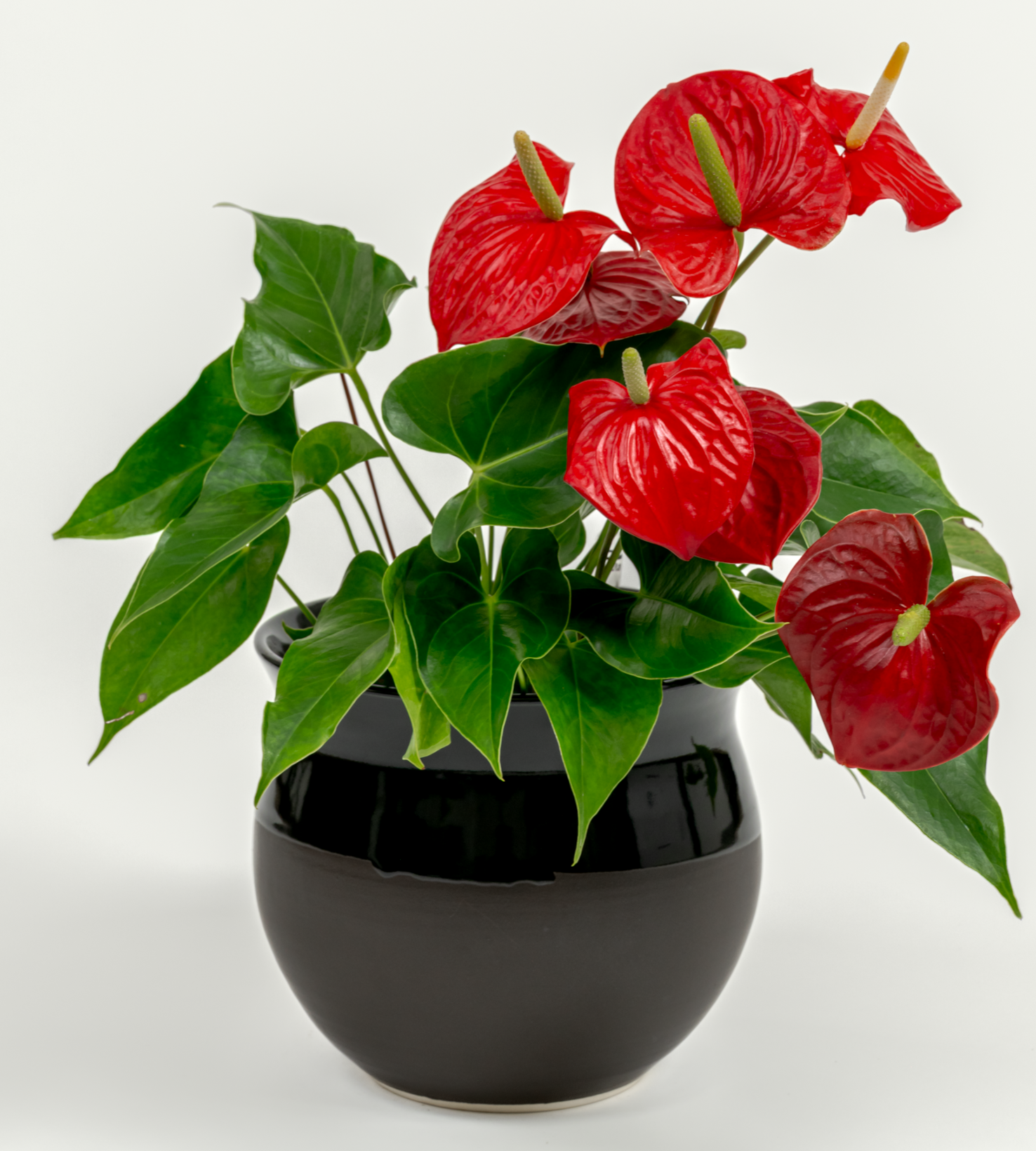 Anthurium andraeanum