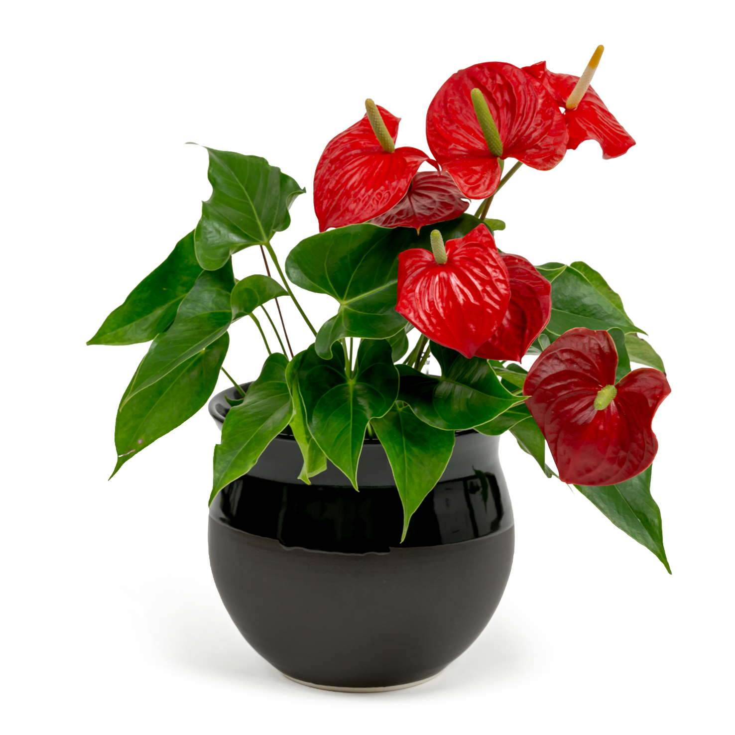 Flamingo Flower