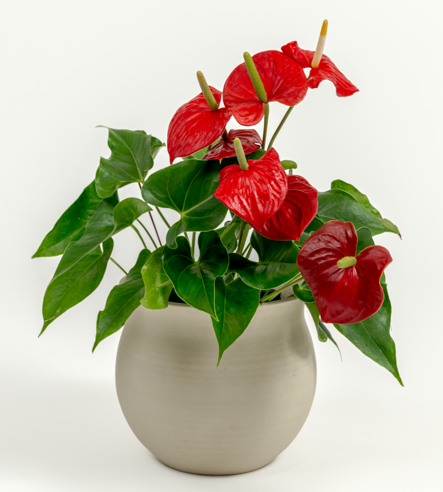 Anthurium andraeanum