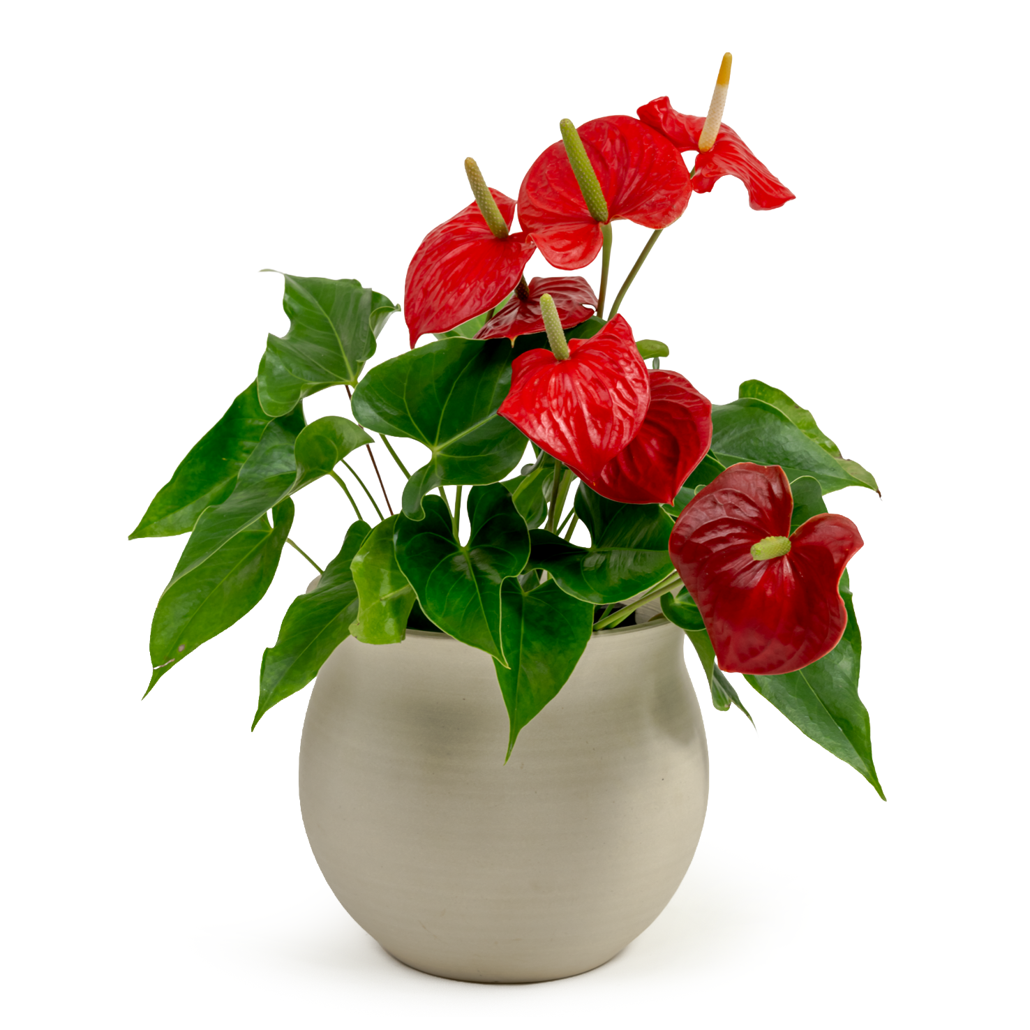 Flamingo Flower