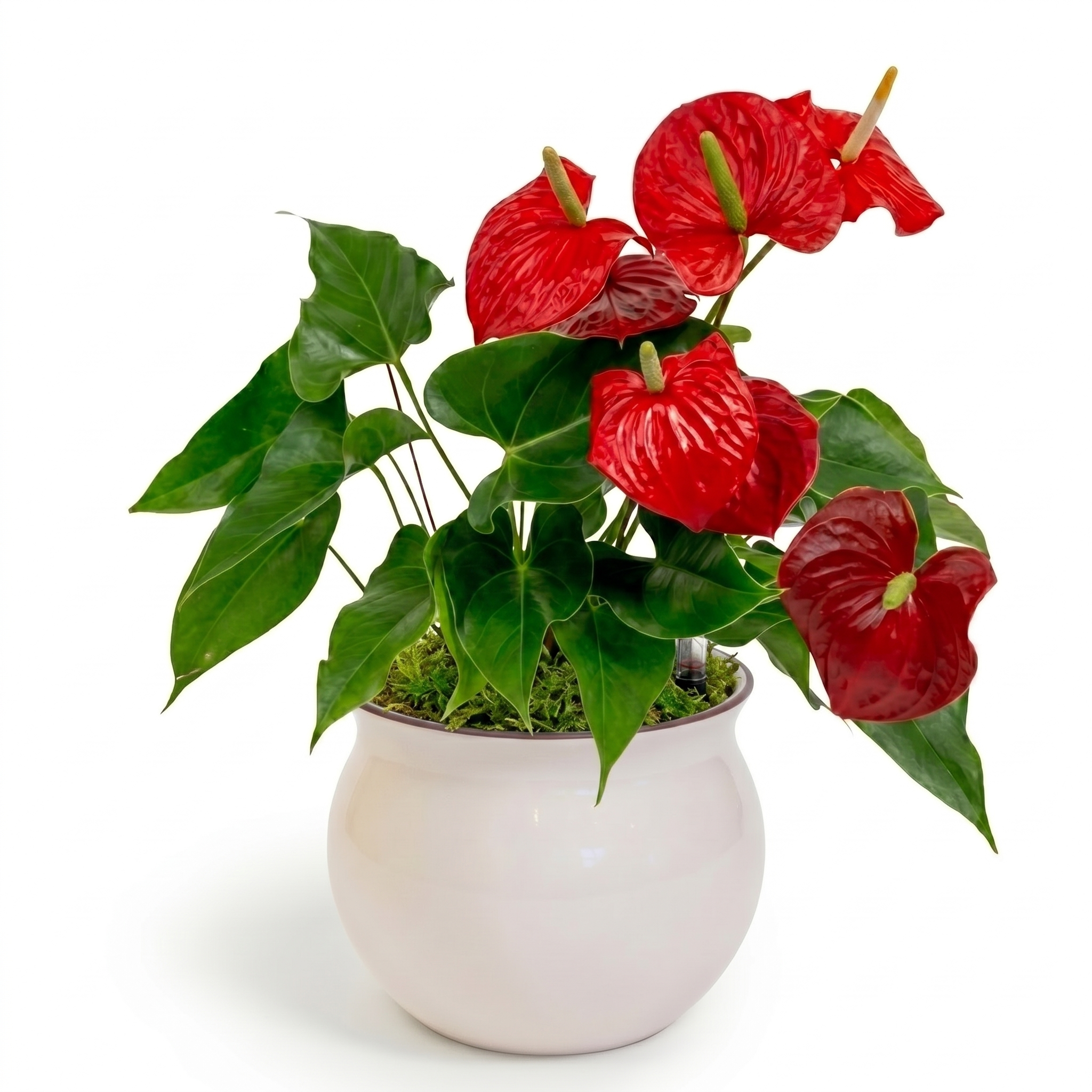 Flamingo Flower