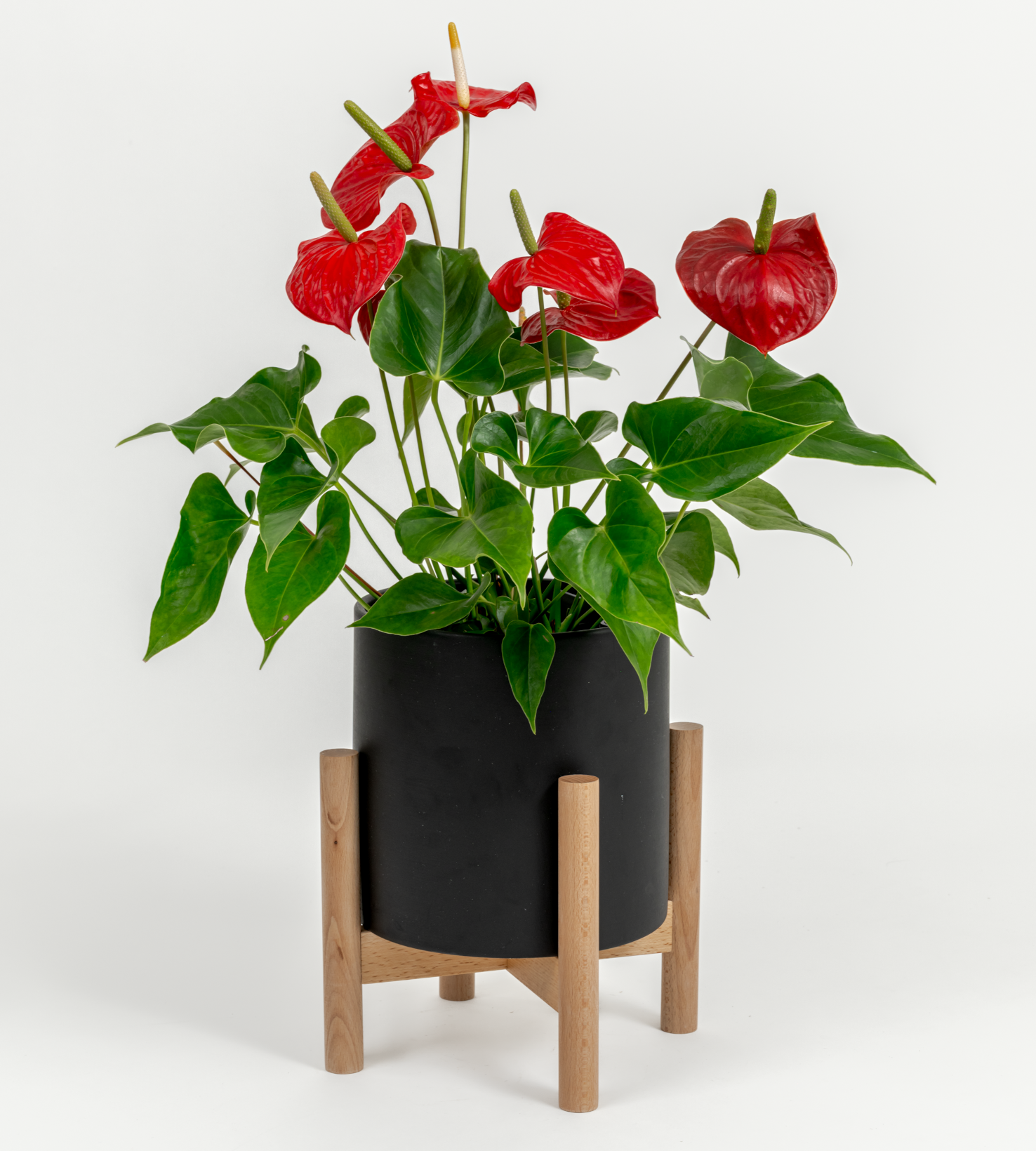 Anthurium andraeanum