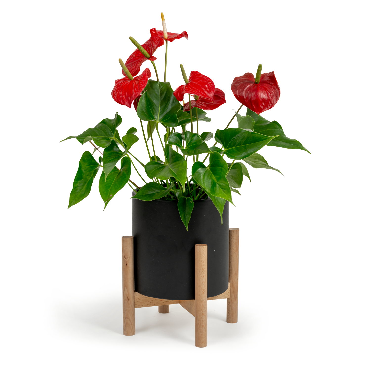 Flamingo Flower