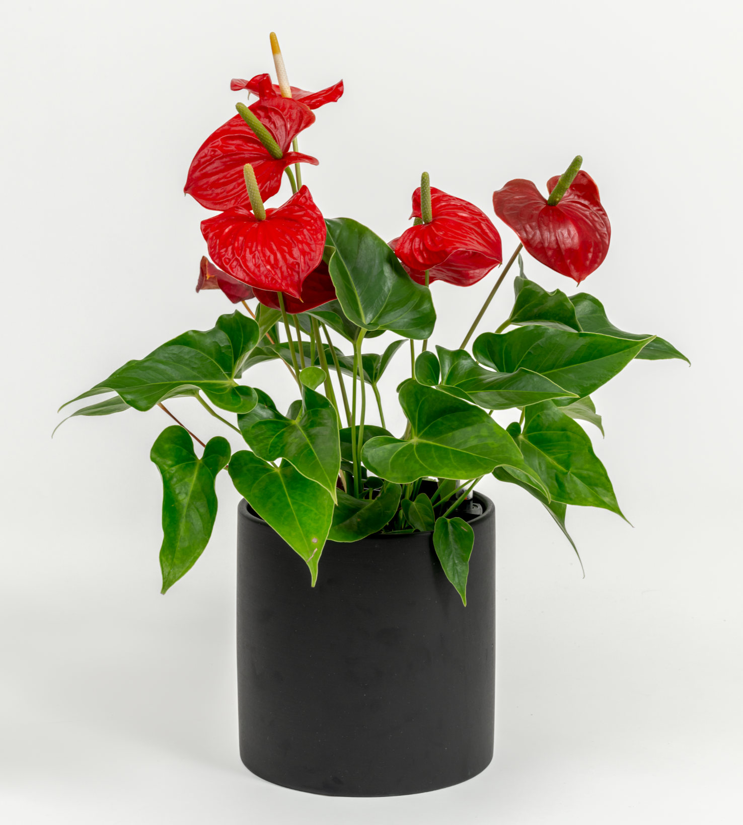 Anthurium andraeanum