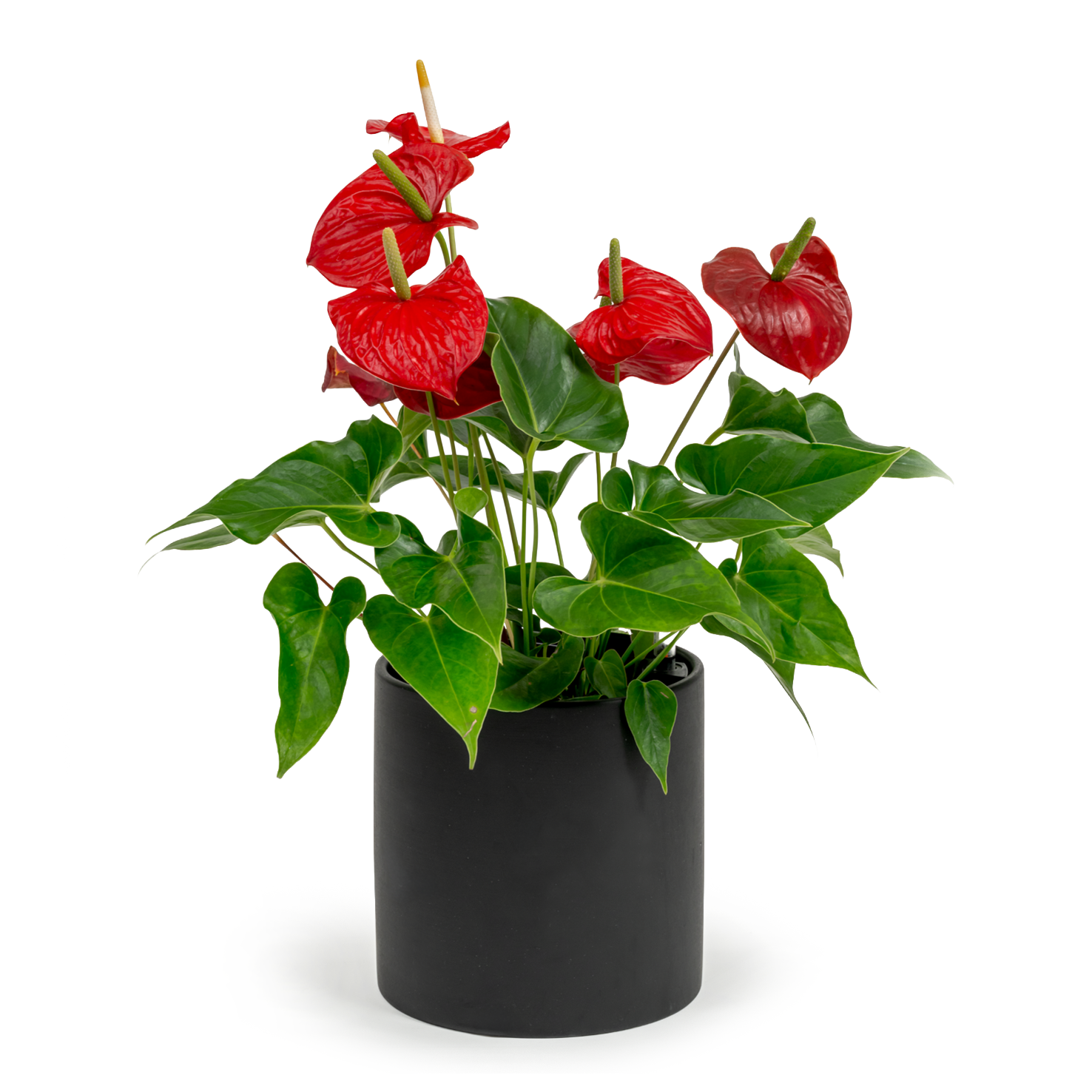 Flamingo Flower
