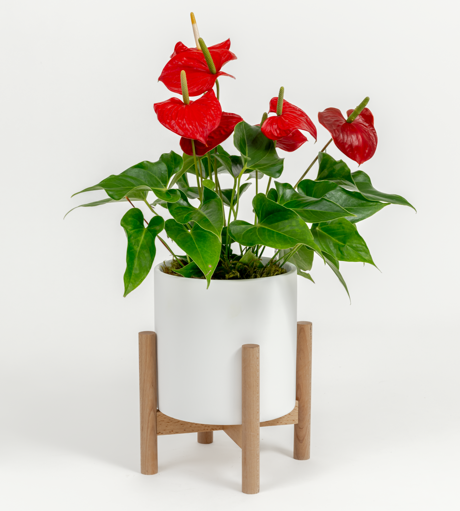 Anthurium andraeanum