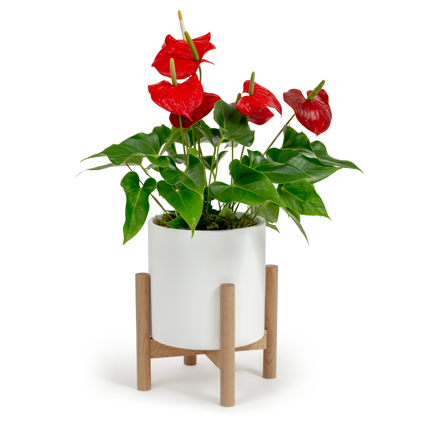 Flamingo Flower