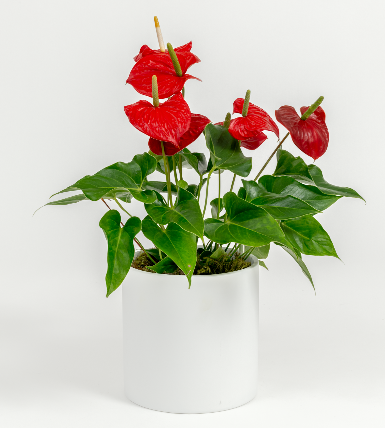 Anthurium andraeanum