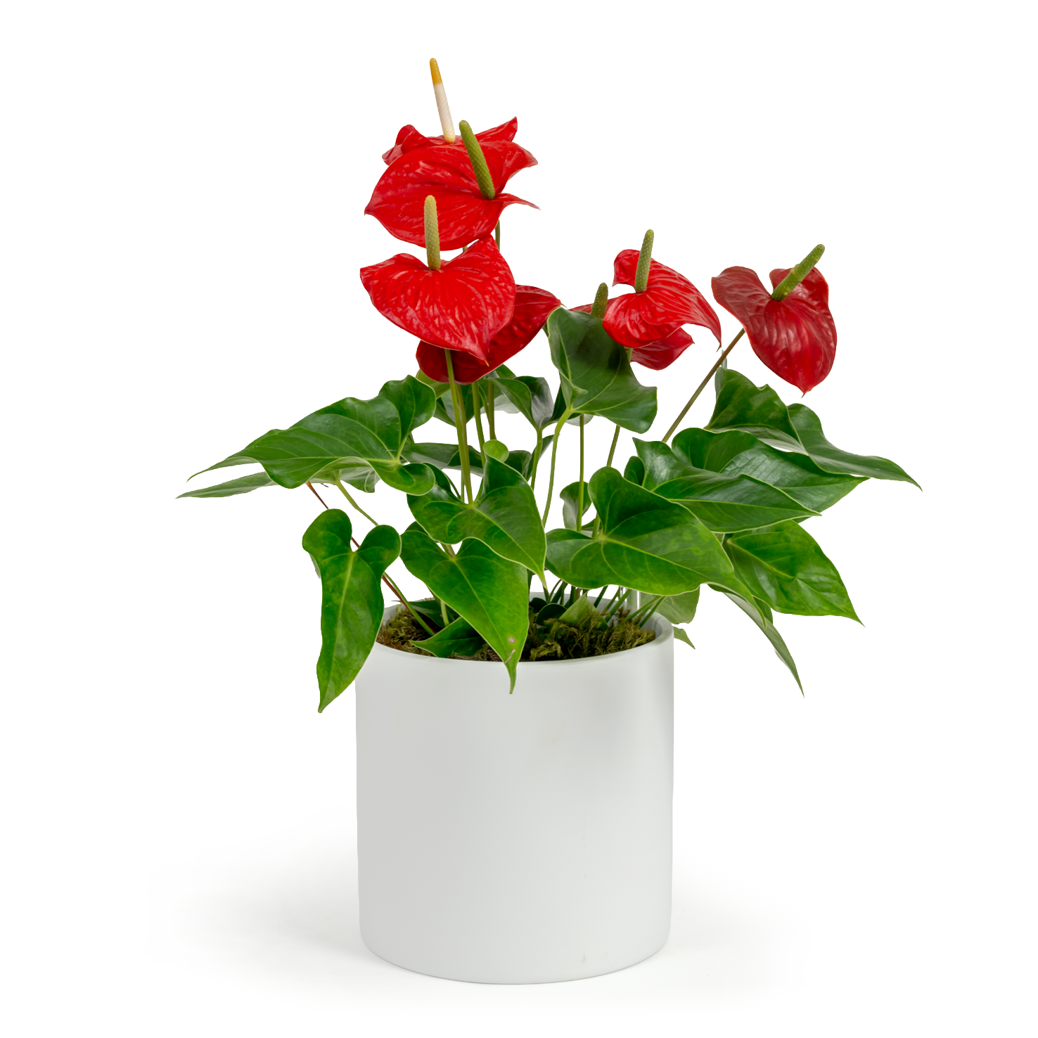 Flamingo Flower