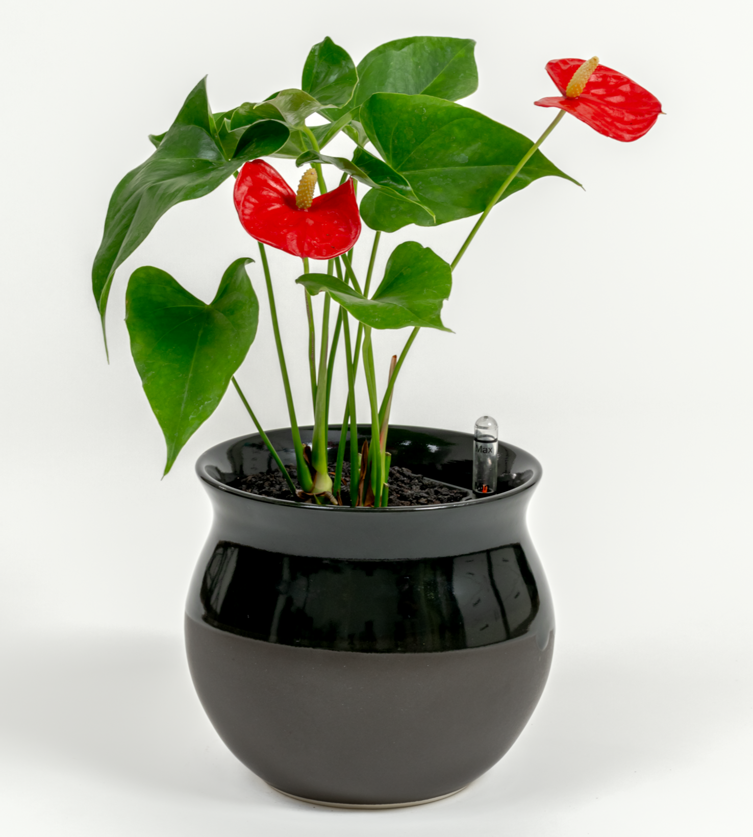Anthurium andraeanum