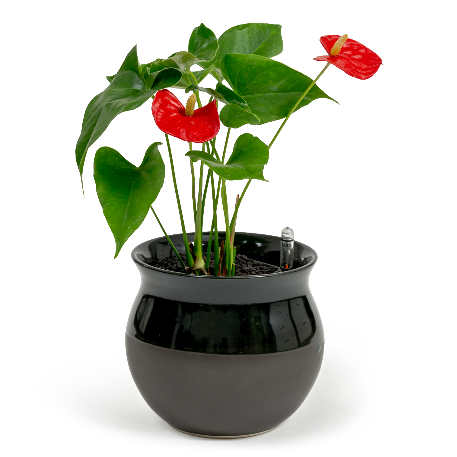 Flamingo Flower