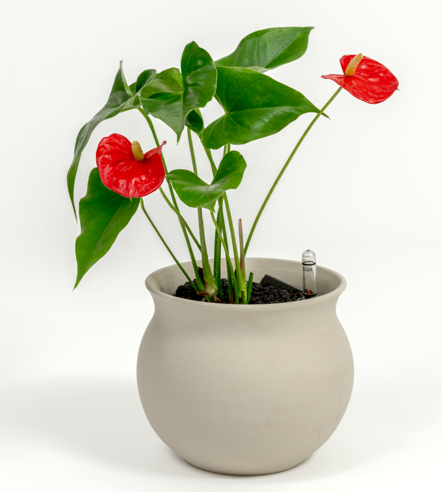 Anthurium andraeanum