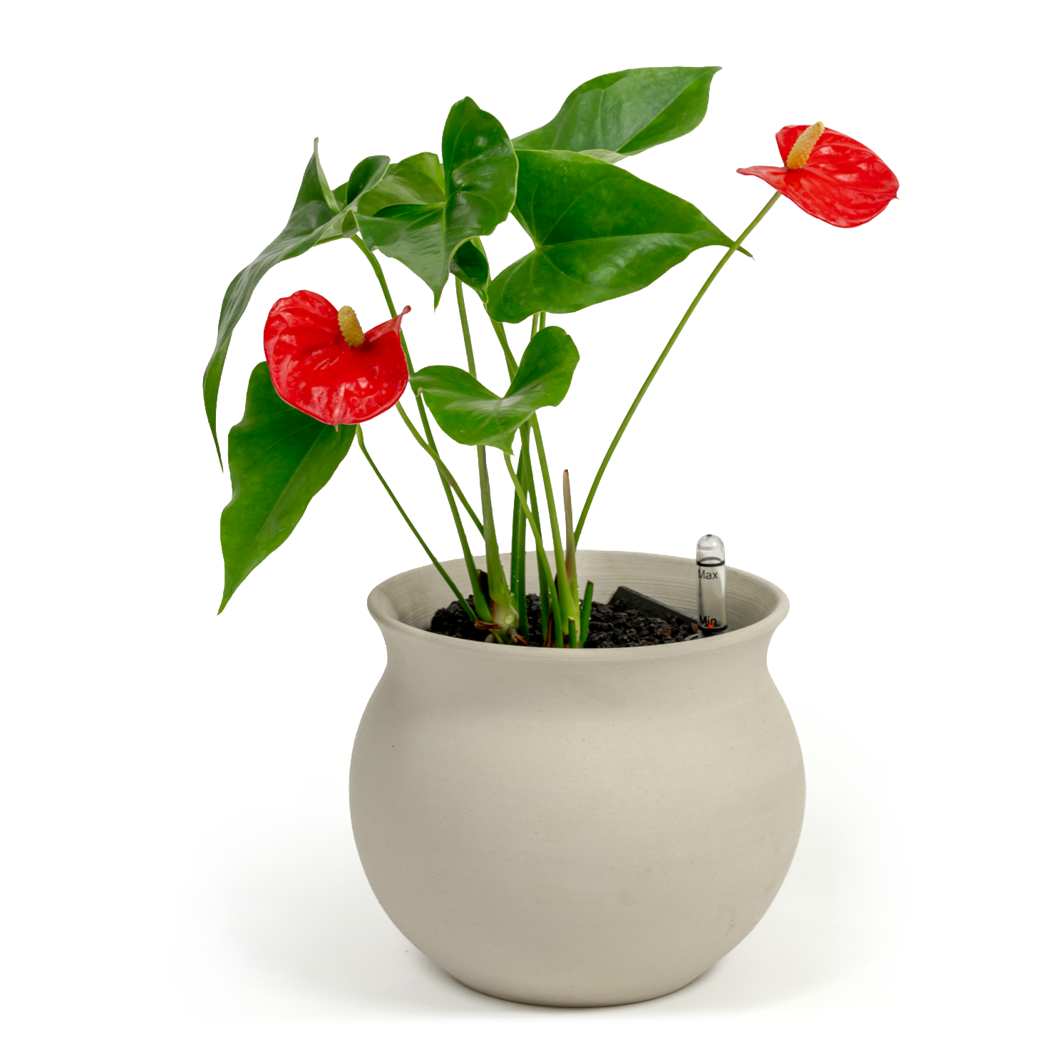 Flamingo Flower
