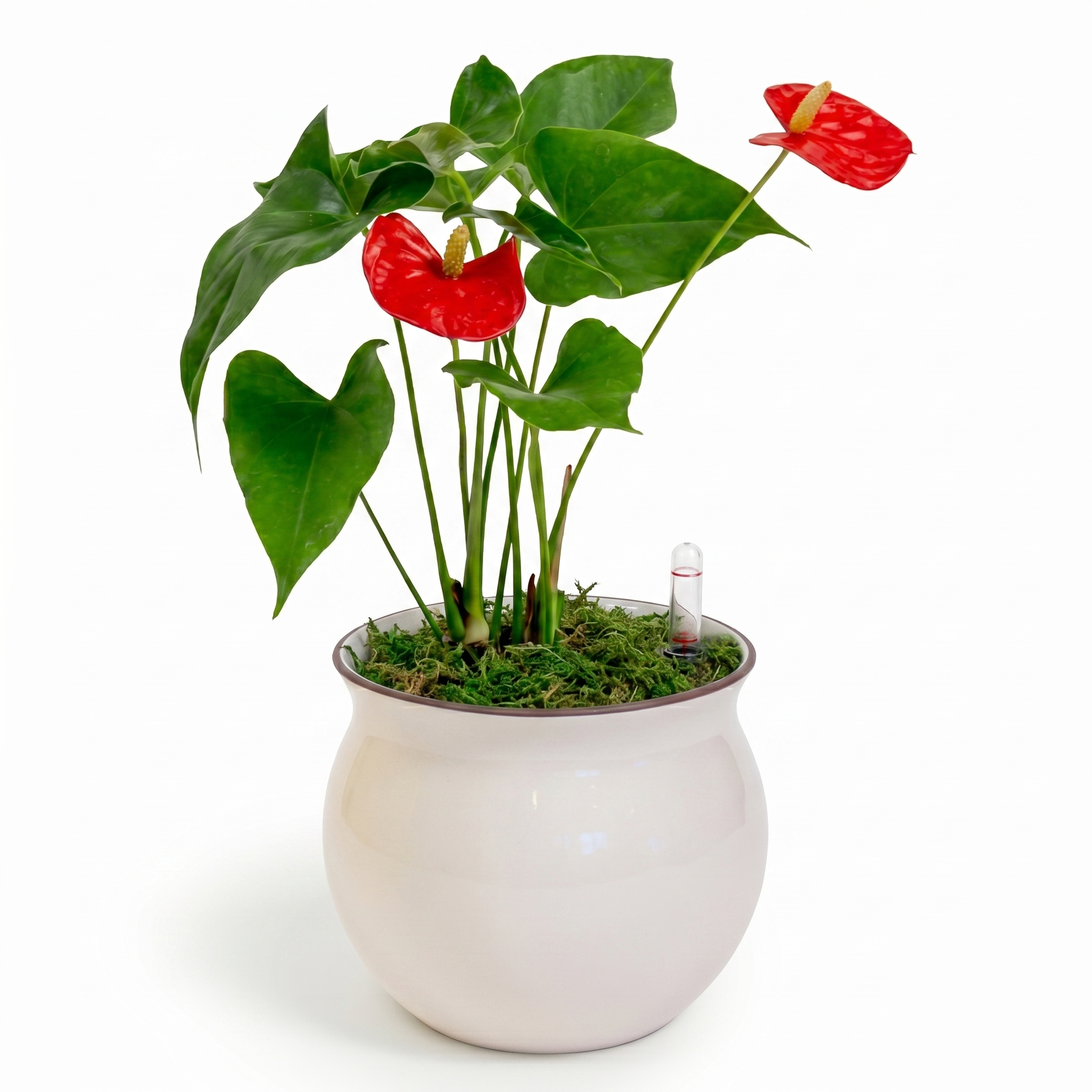 Flamingo Flower