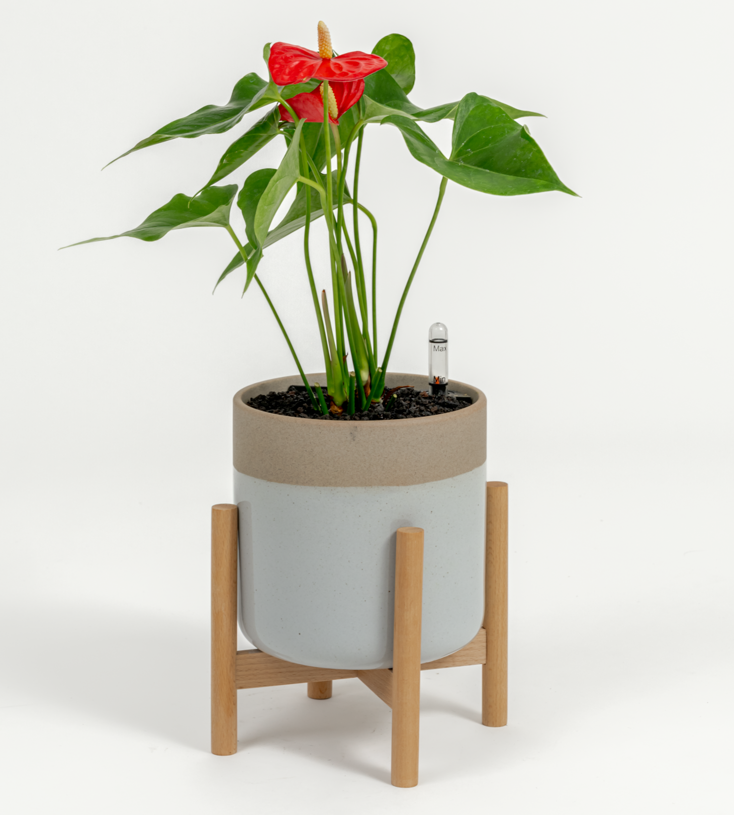 Anthurium andraeanum