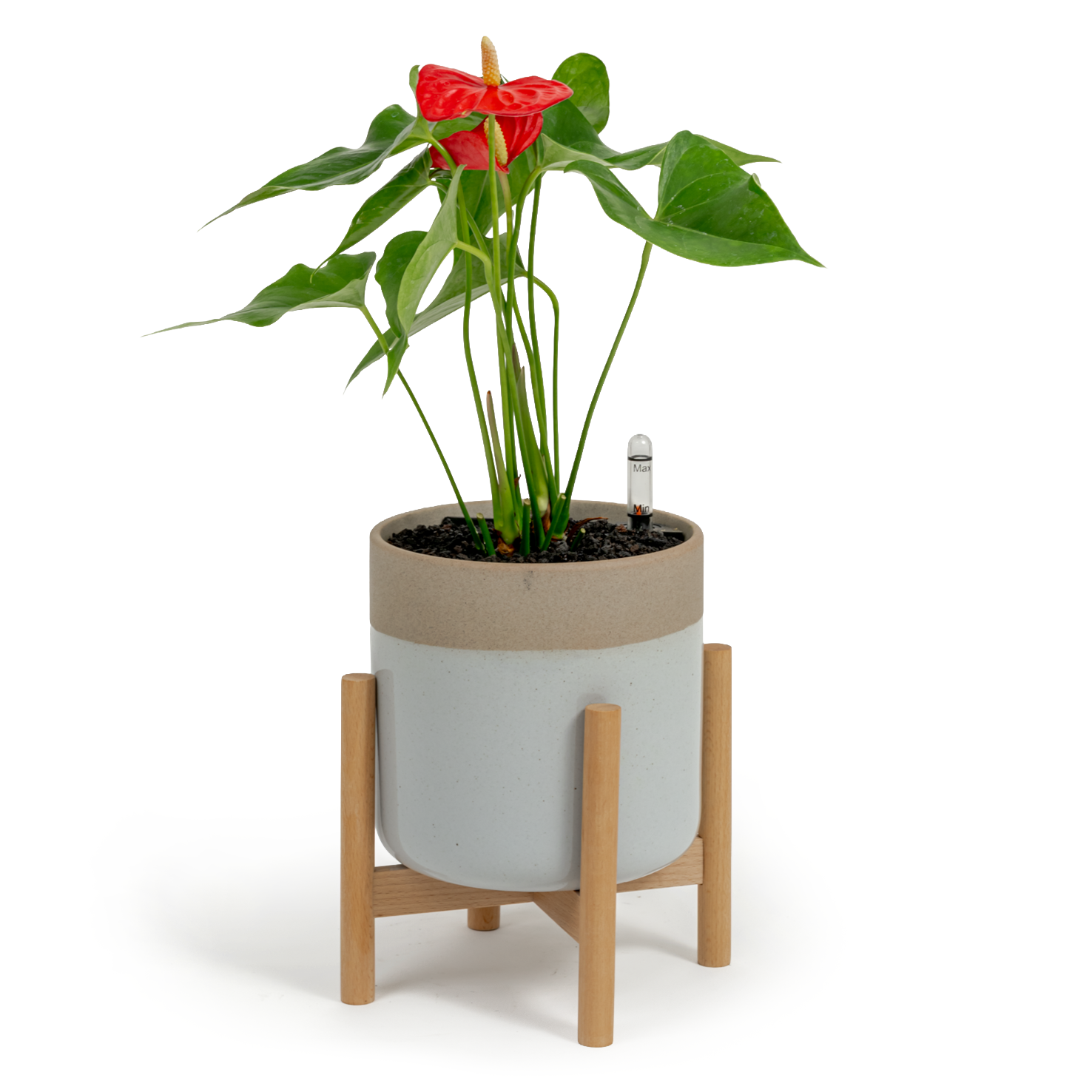 Flamingo Flower