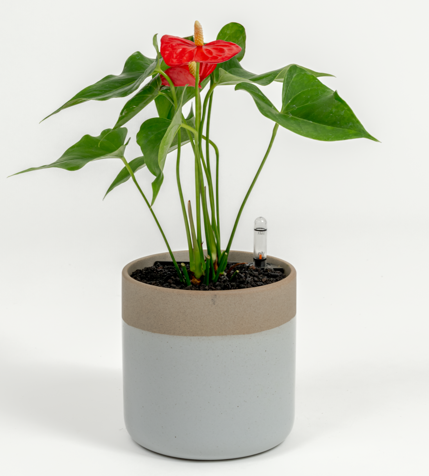 Anthurium andraeanum