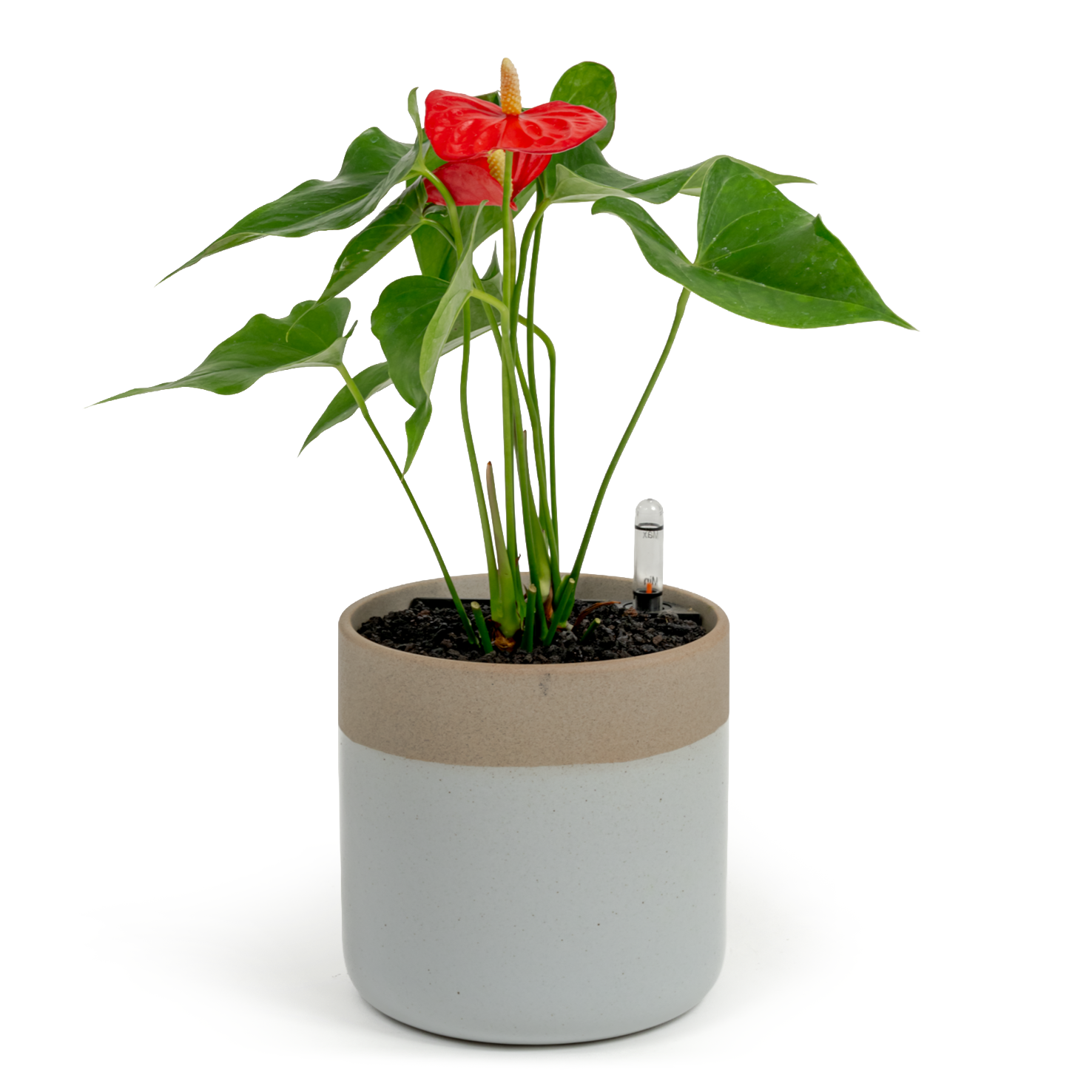 Flamingo Flower