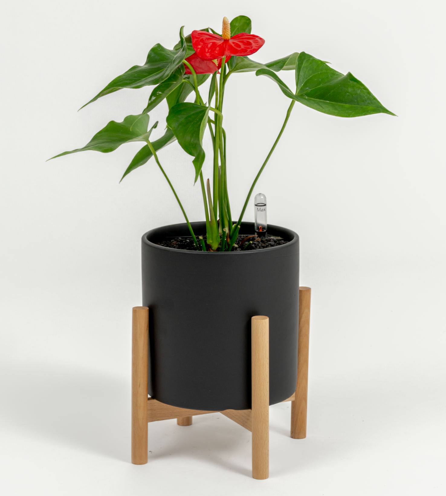 Anthurium andraeanum