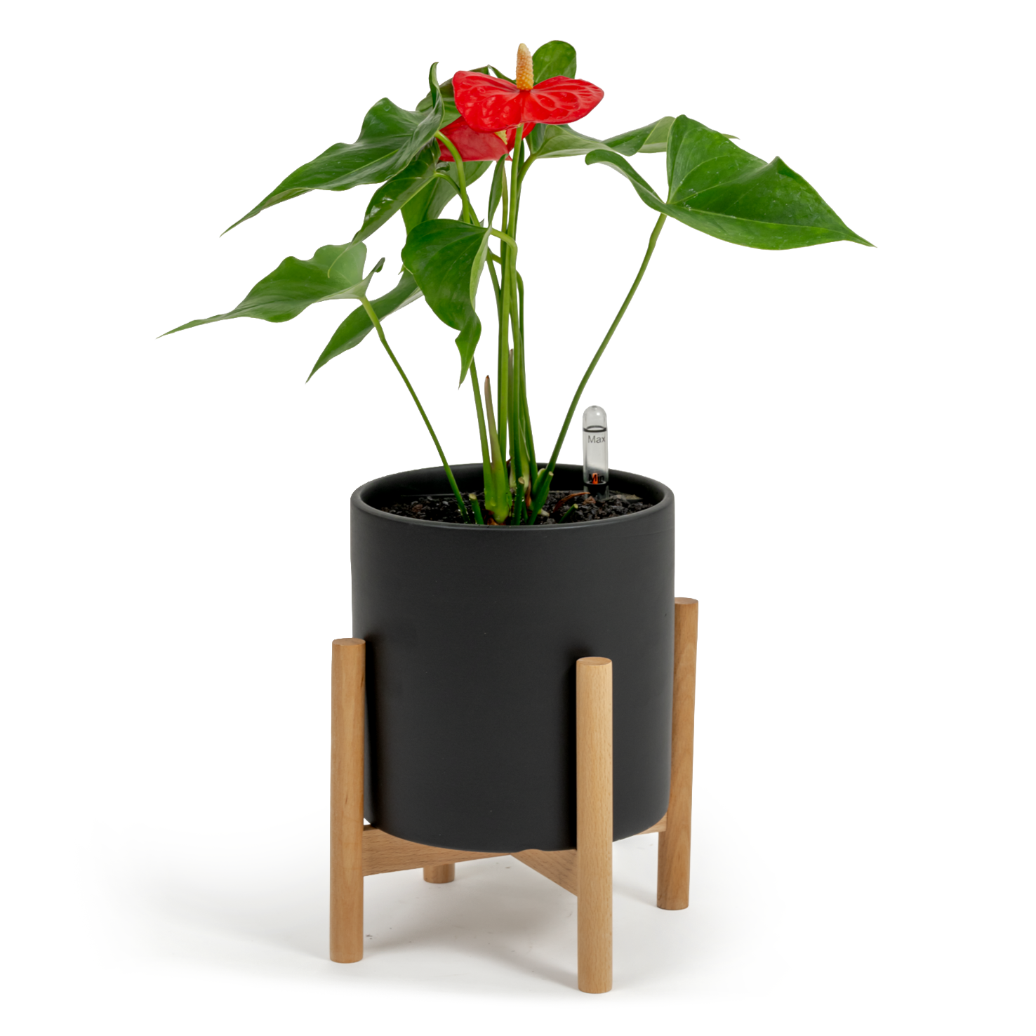 Flamingo Flower