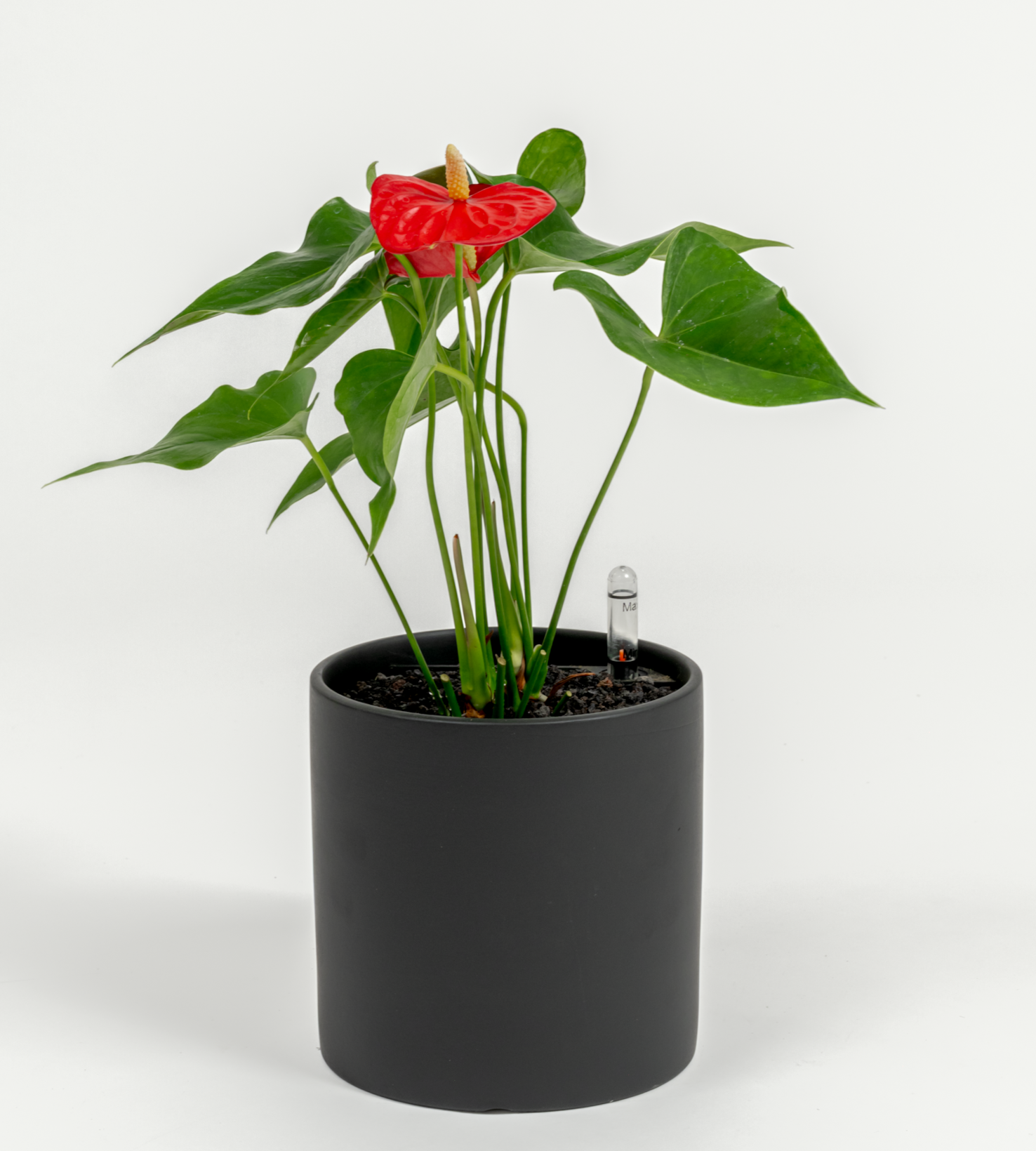 Anthurium andraeanum