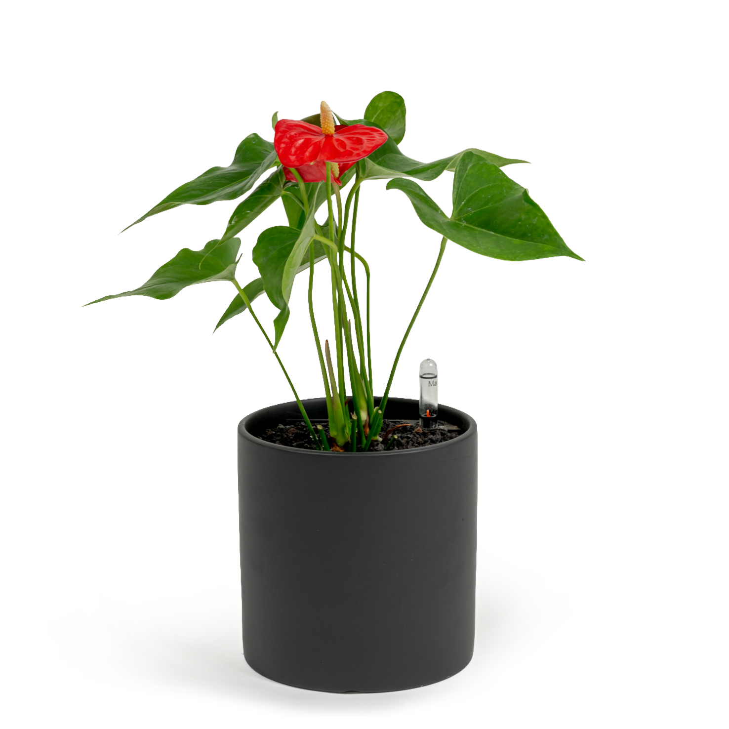 Flamingo Flower