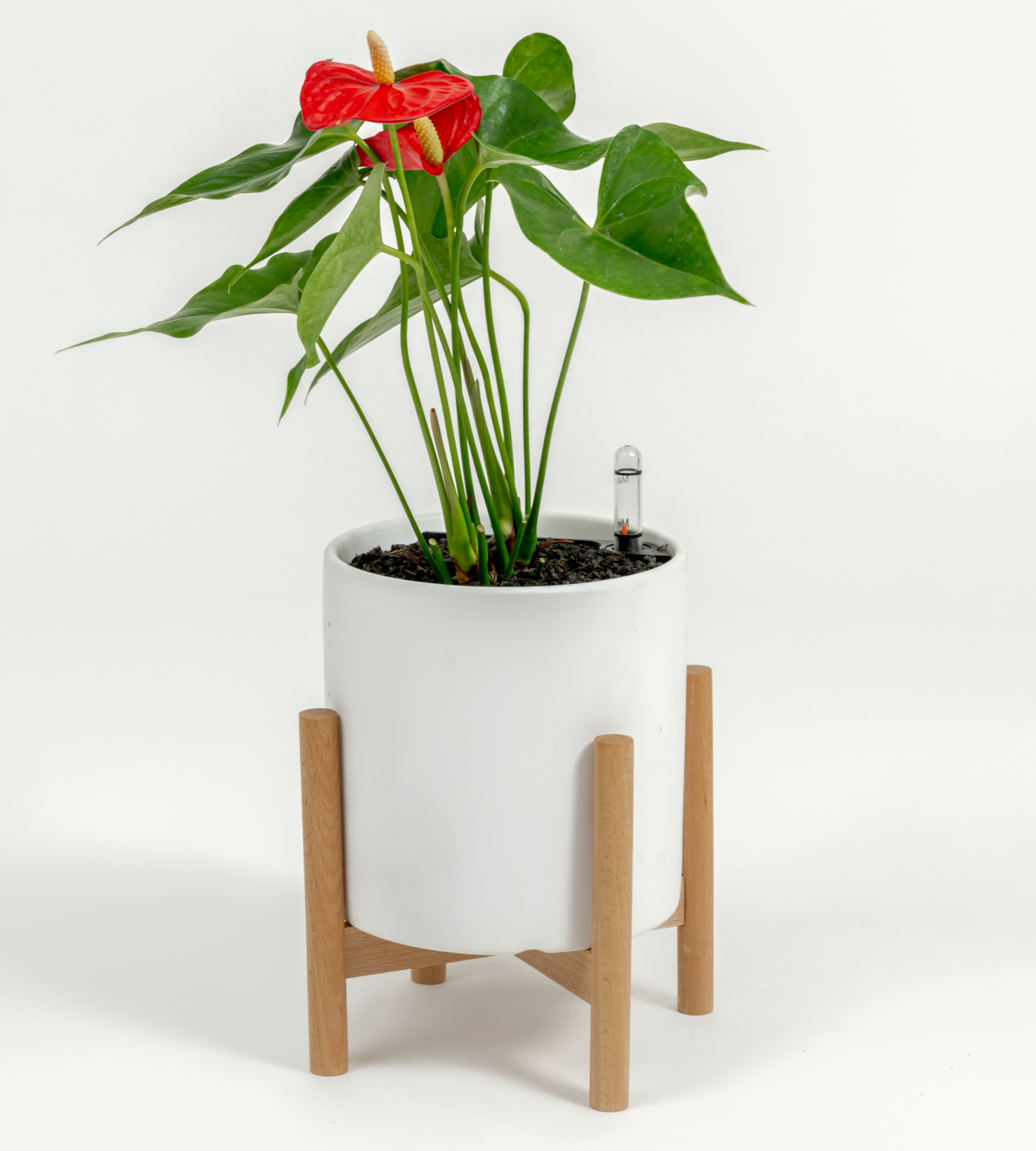 Anthurium andraeanum