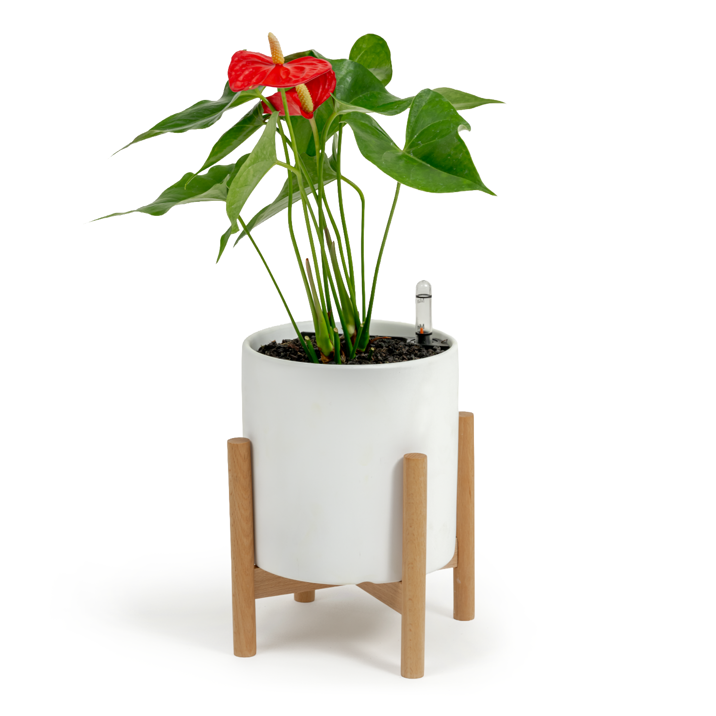 Flamingo Flower