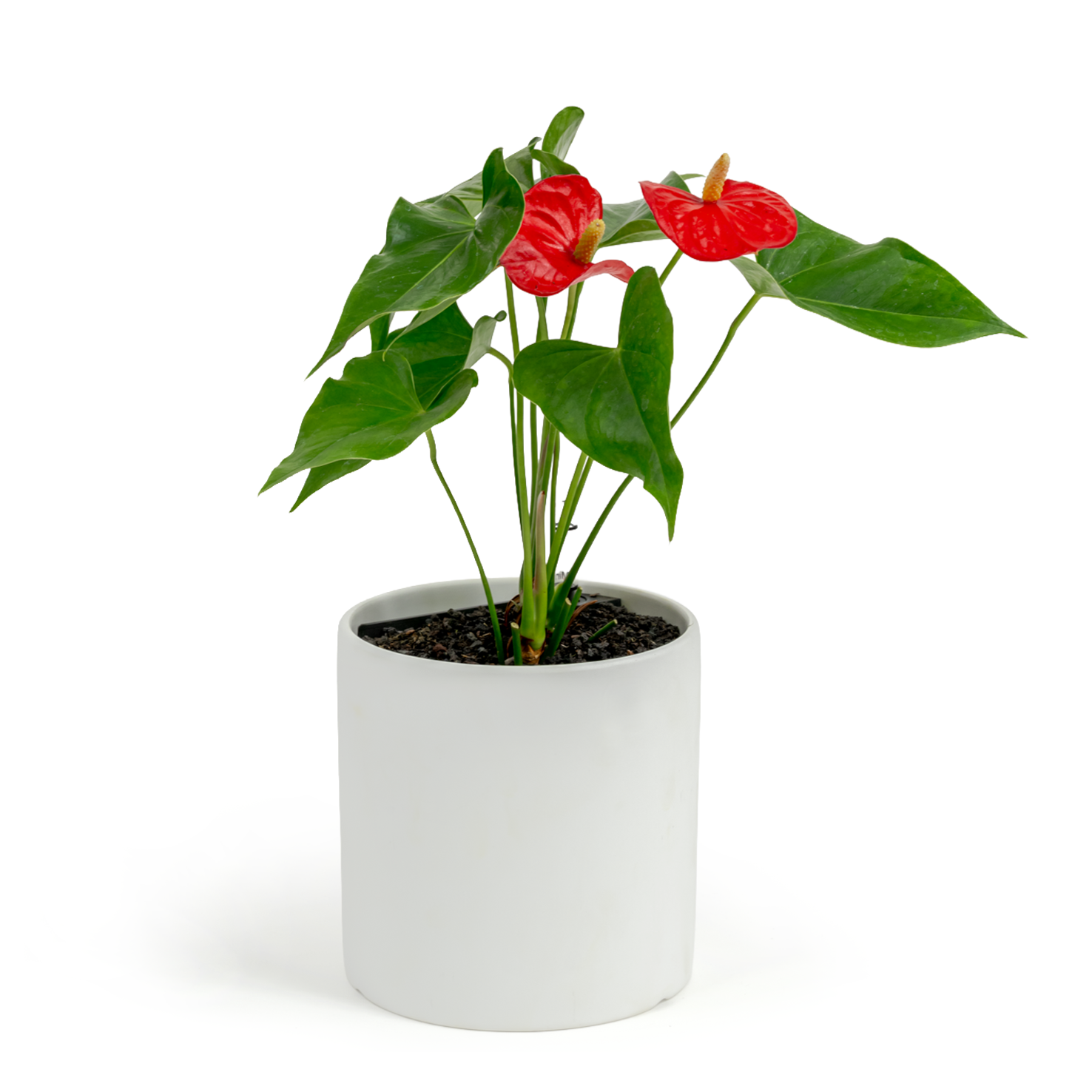 Flamingo Flower