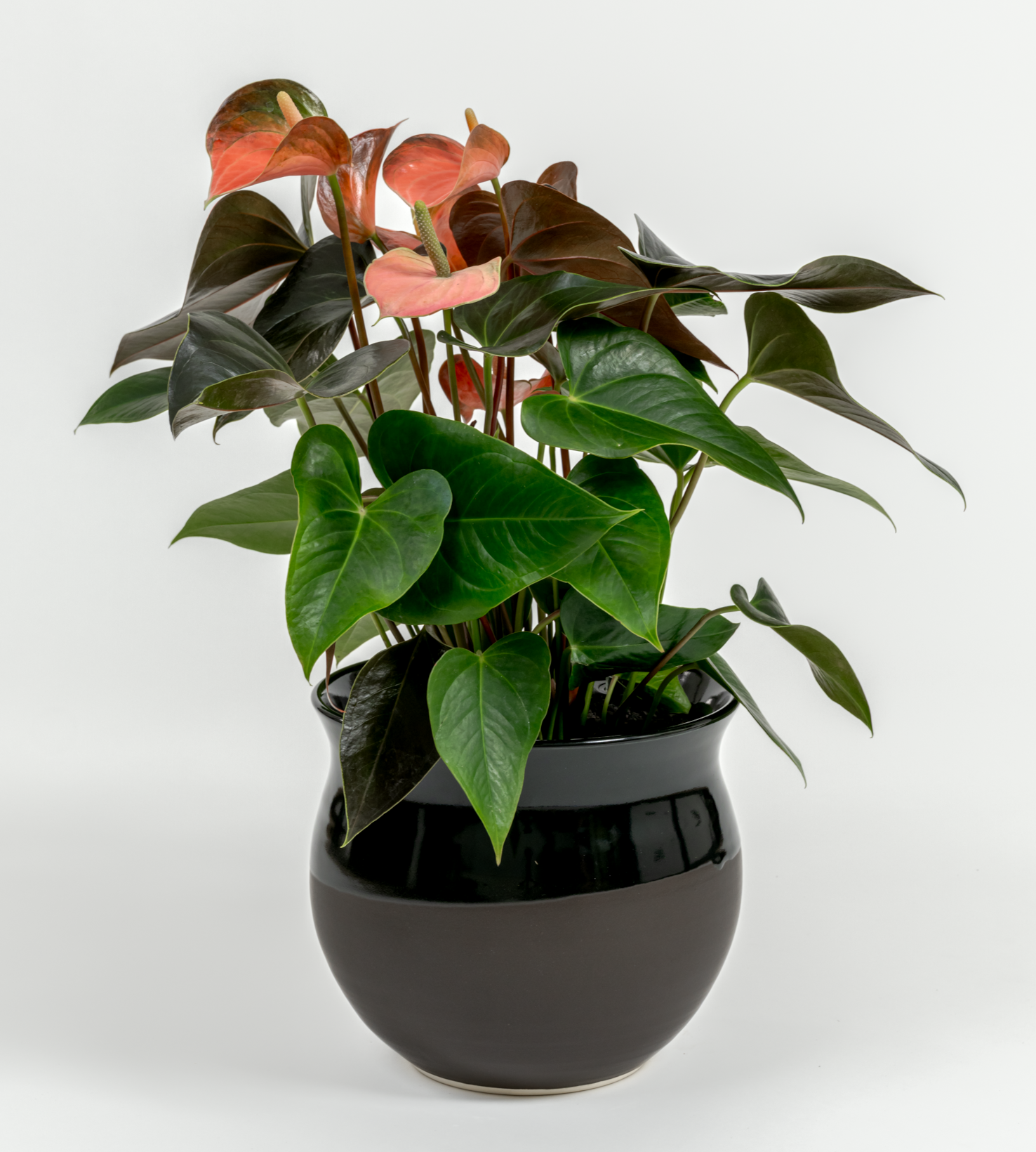 Anthurium andraeanum 'Pink'