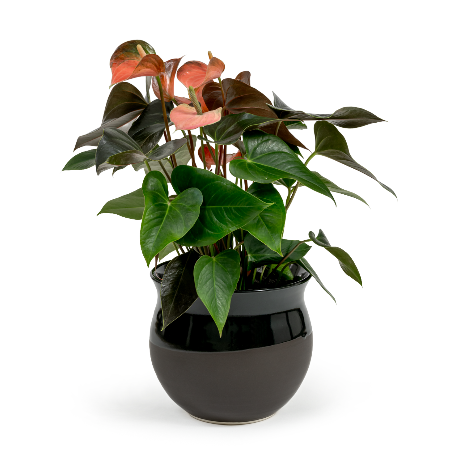 Pink Flamingo Flower
