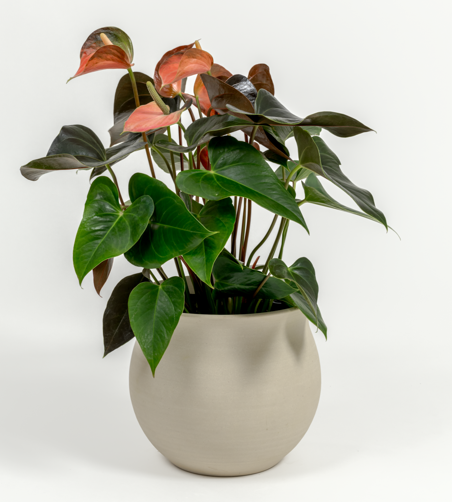 Anthurium andraeanum 'Pink'