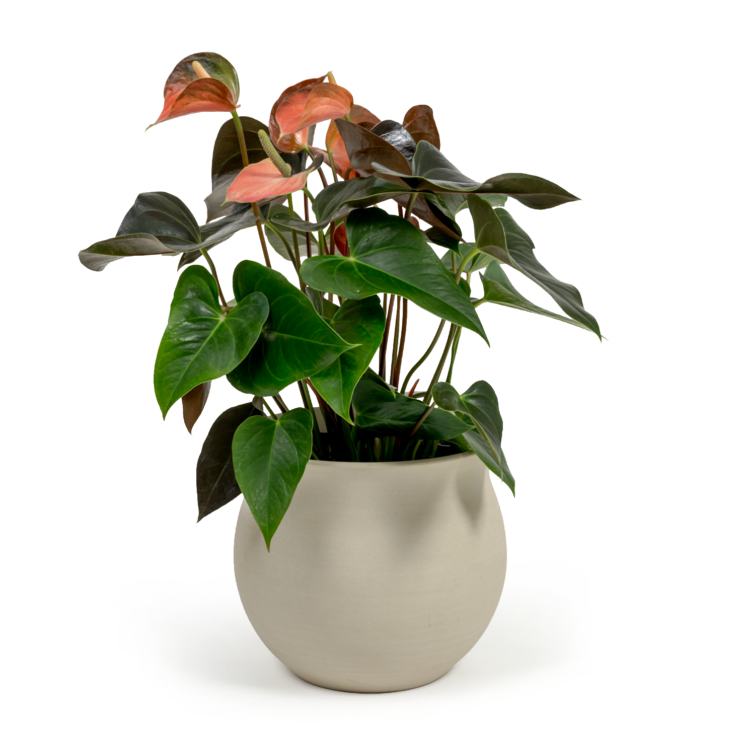 Pink Flamingo Flower
