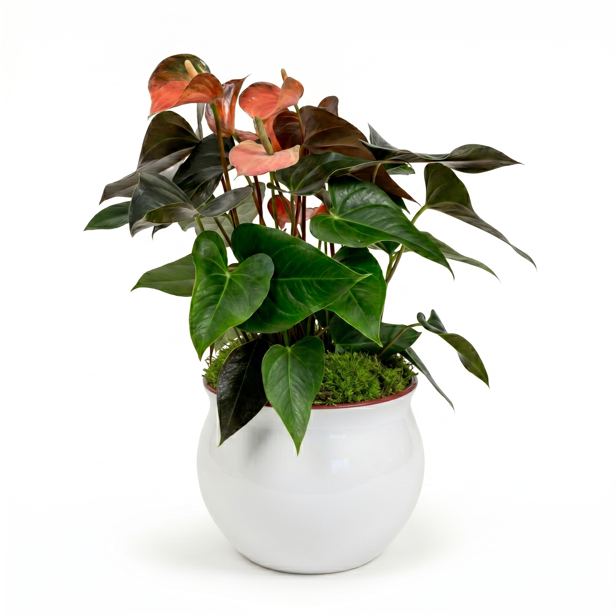 Pink Flamingo Flower