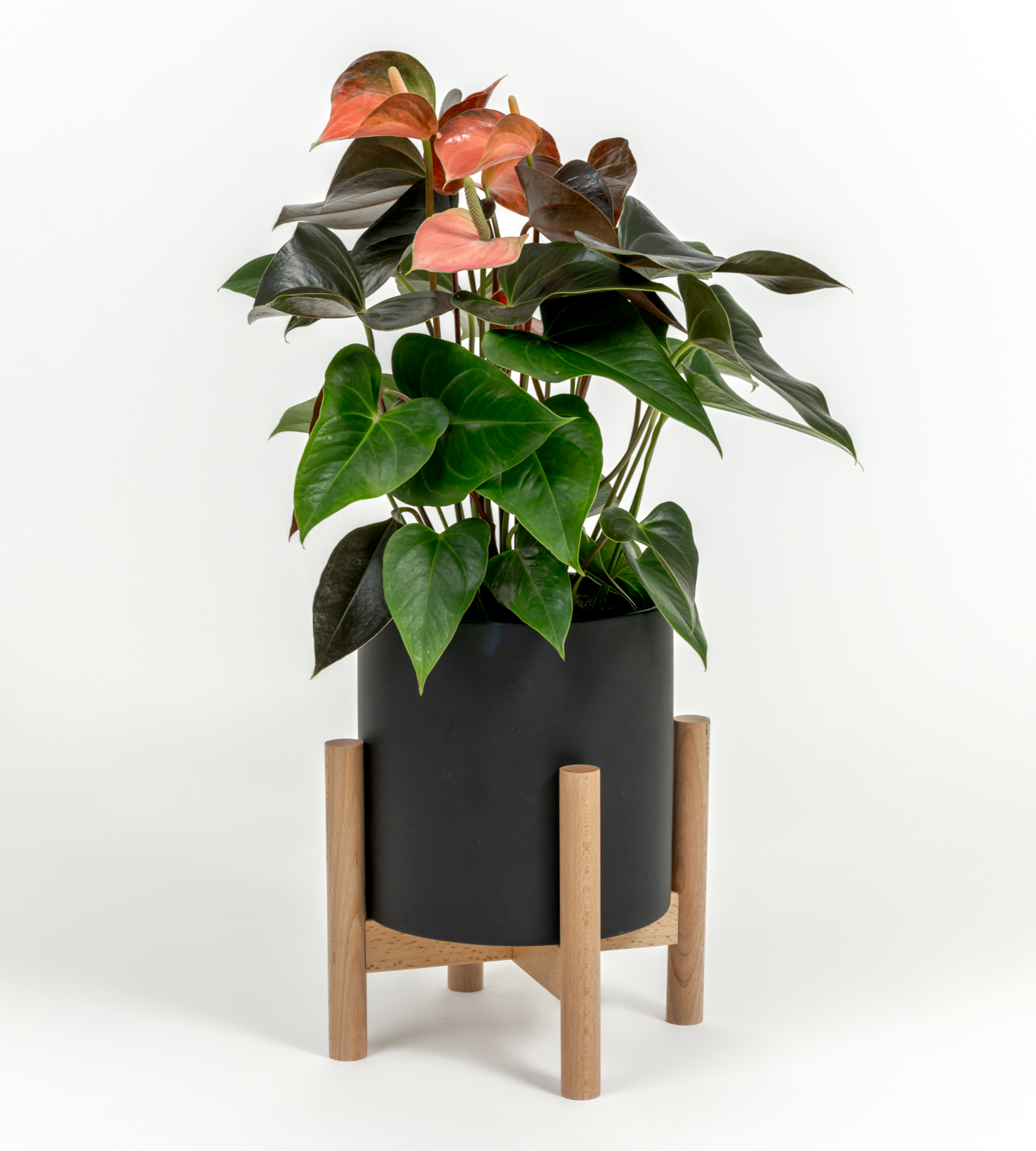 Anthurium andraeanum 'Pink'