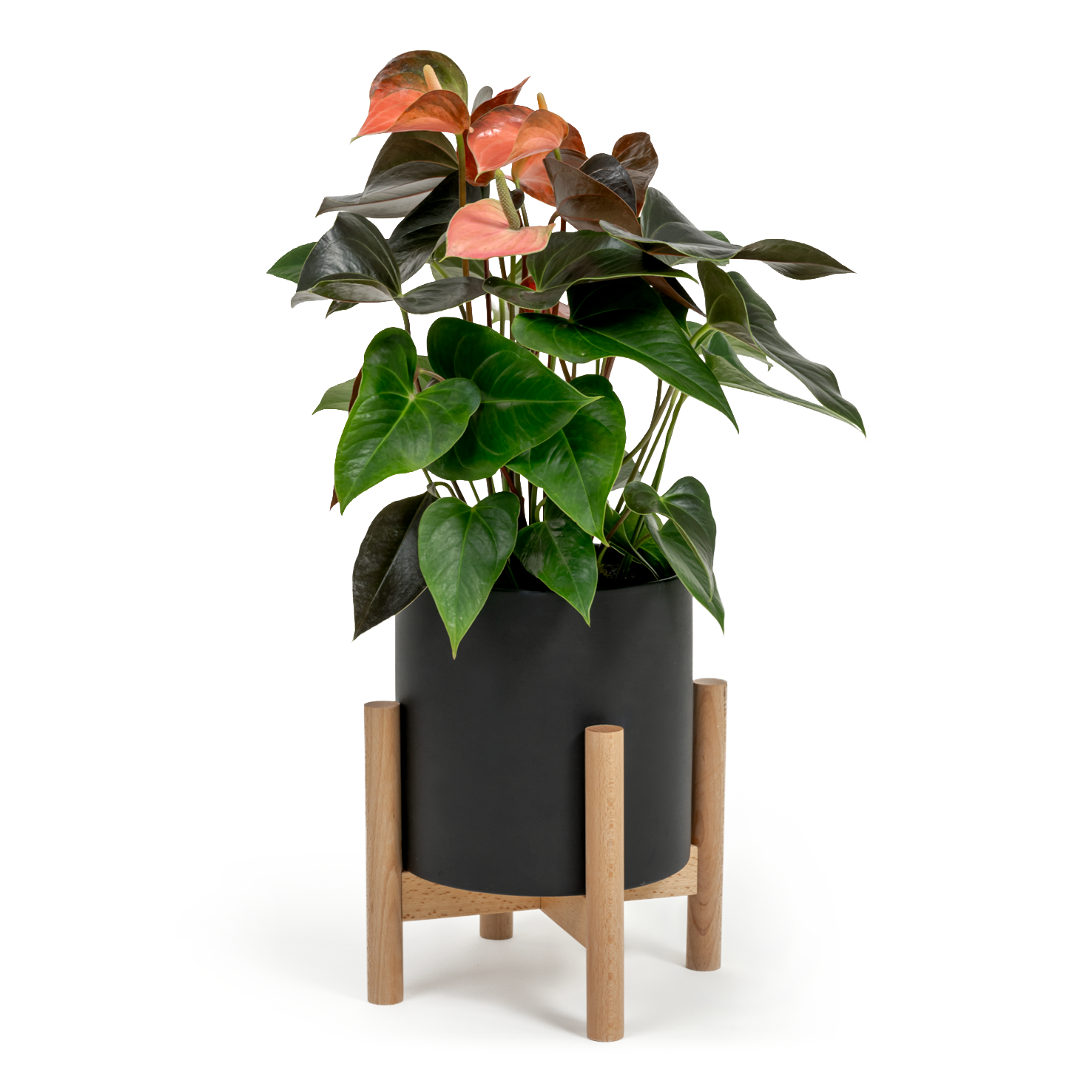 Pink Flamingo Flower