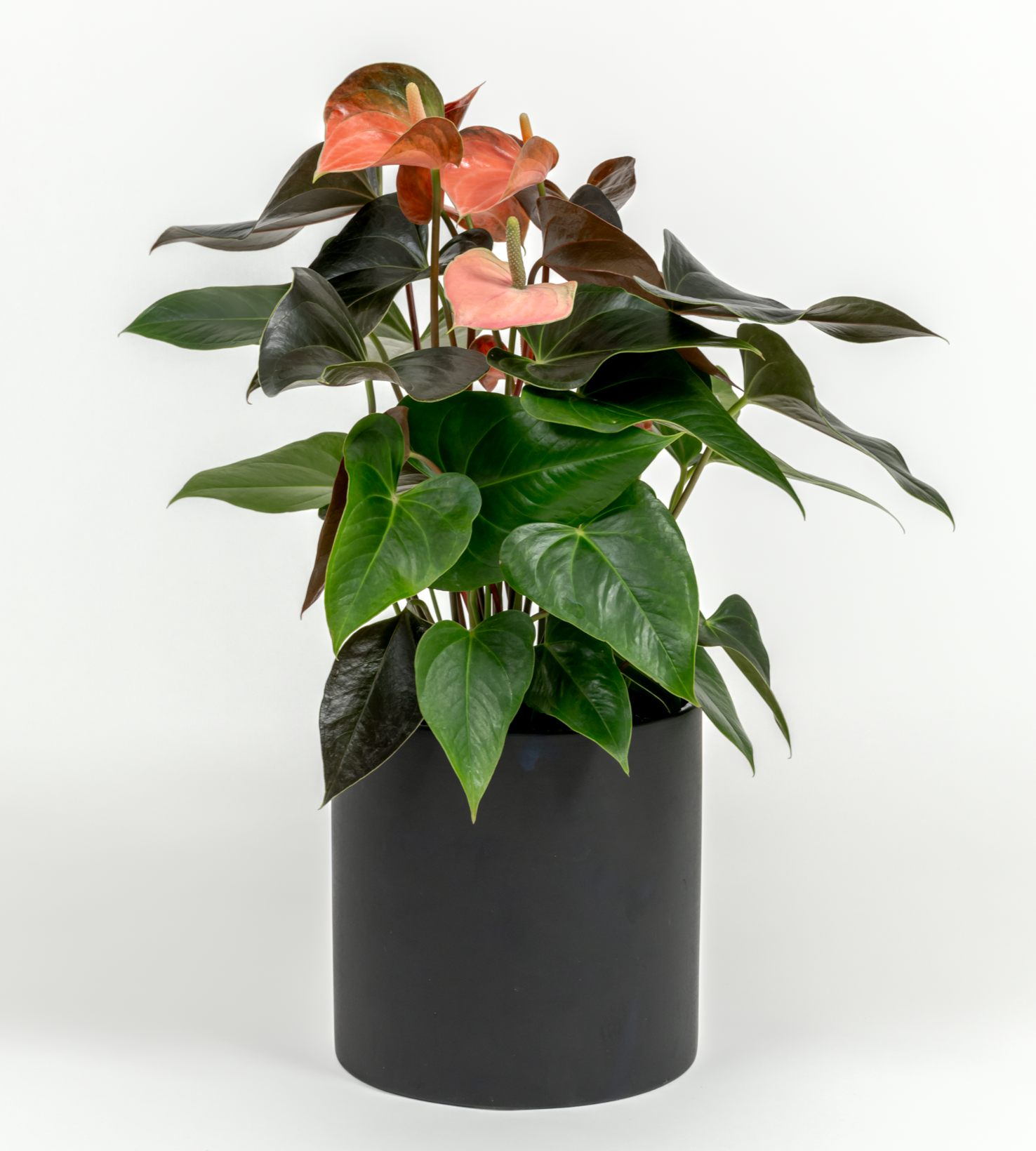 Anthurium andraeanum 'Pink'