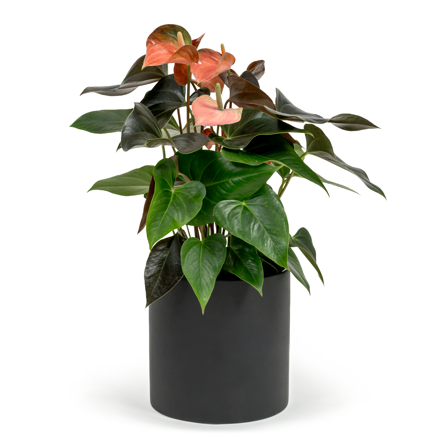 Pink Flamingo Flower